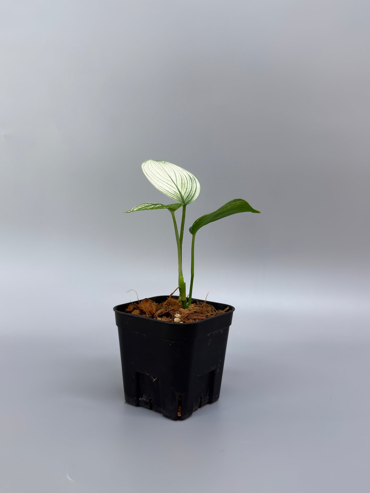 スキンダプサス ホワイトモンスター / Scindapsus whitemonster (4)