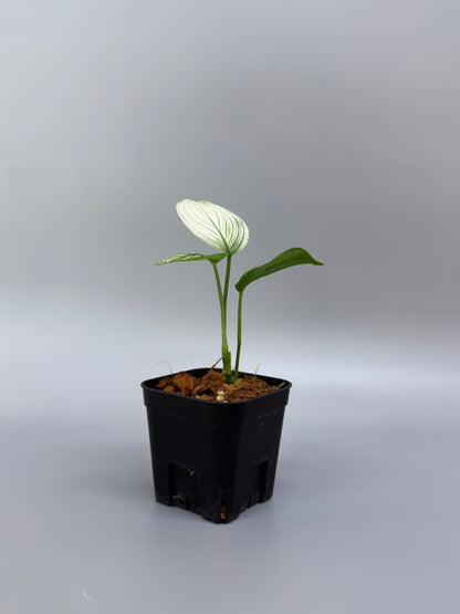 スキンダプサス ホワイトモンスター / Scindapsus whitemonster (4)