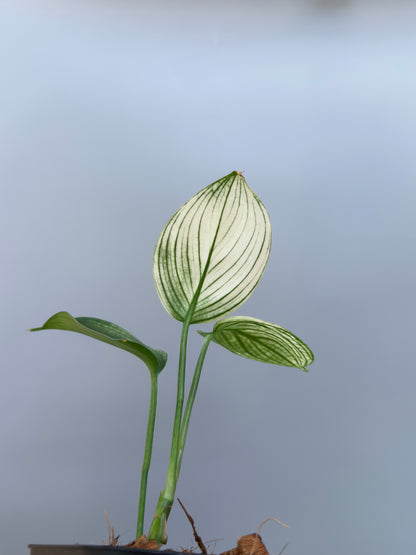 スキンダプサス ホワイトモンスター / Scindapsus whitemonster (4)