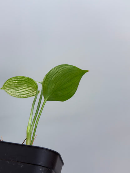 スキンダプサス ホワイトモンスター / Scindapsus whitemonster (4)