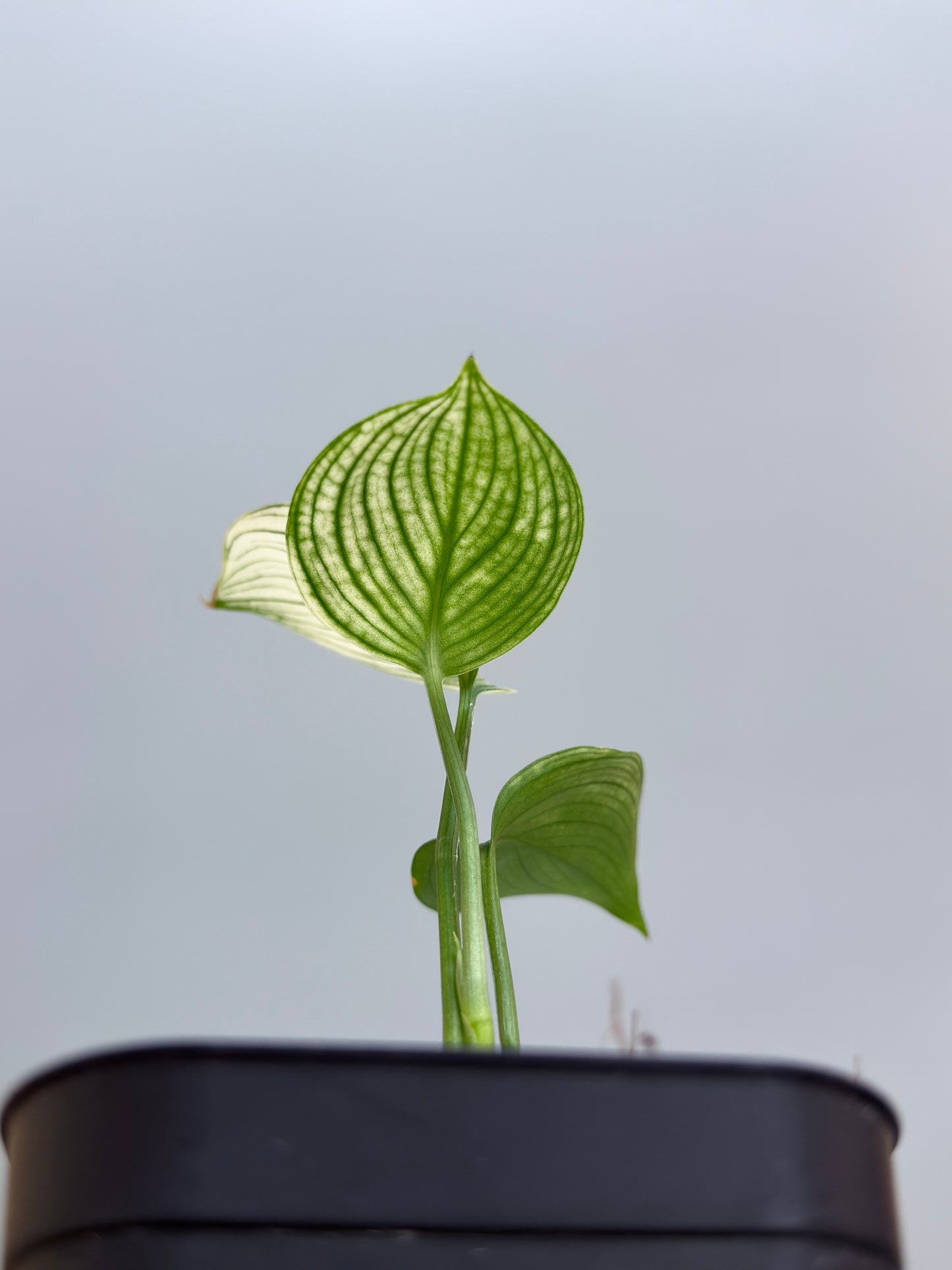 スキンダプサス ホワイトモンスター / Scindapsus whitemonster (4)