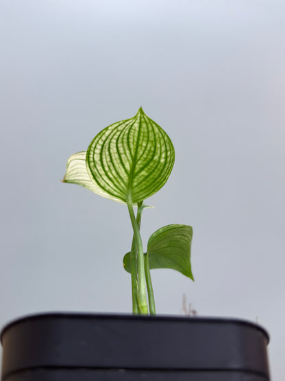 スキンダプサス ホワイトモンスター / Scindapsus whitemonster (4)