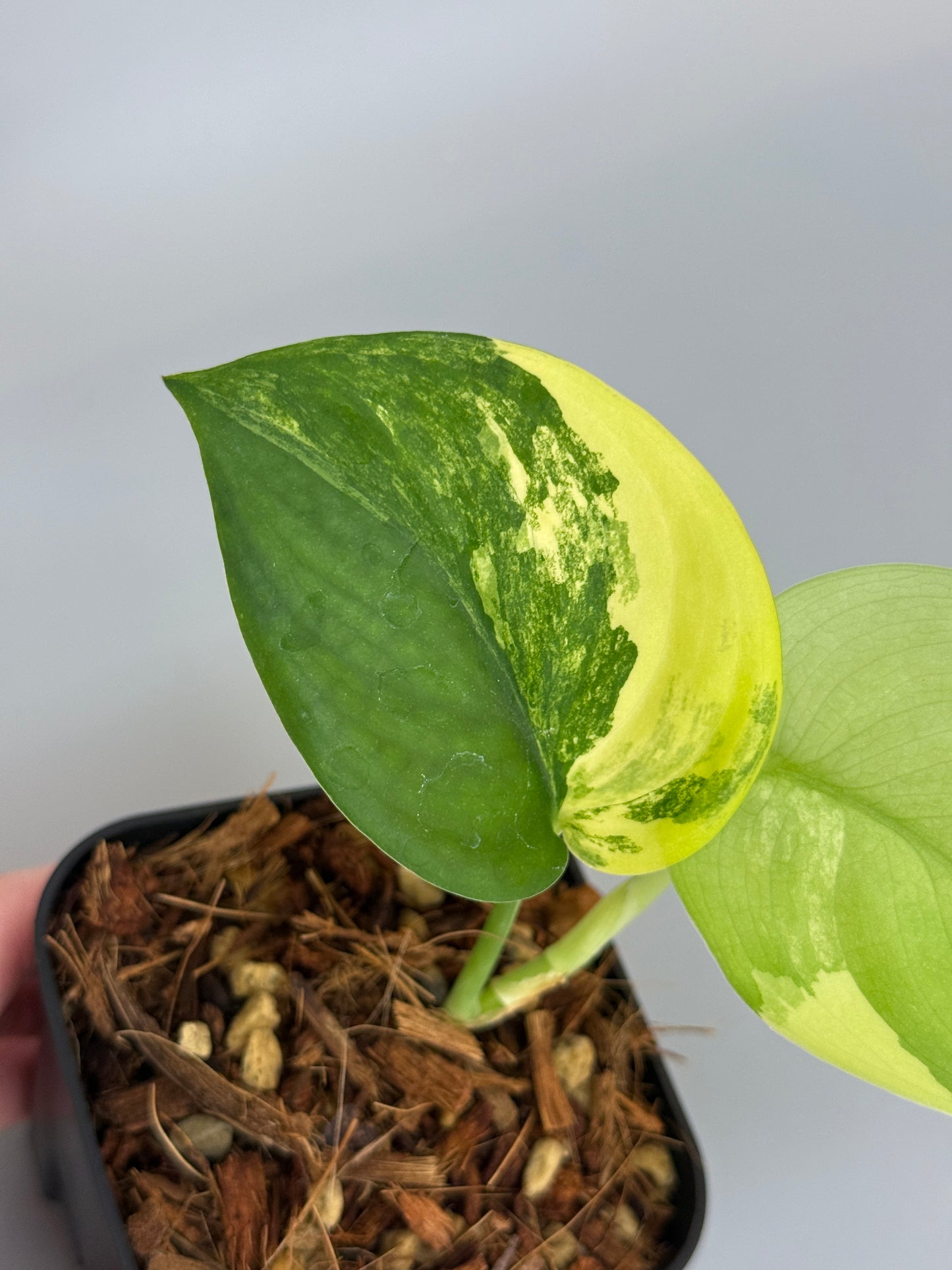 スキンダプサス ジェイドサテン オーレア  / Scindapsus jadesatin aurea  (4)