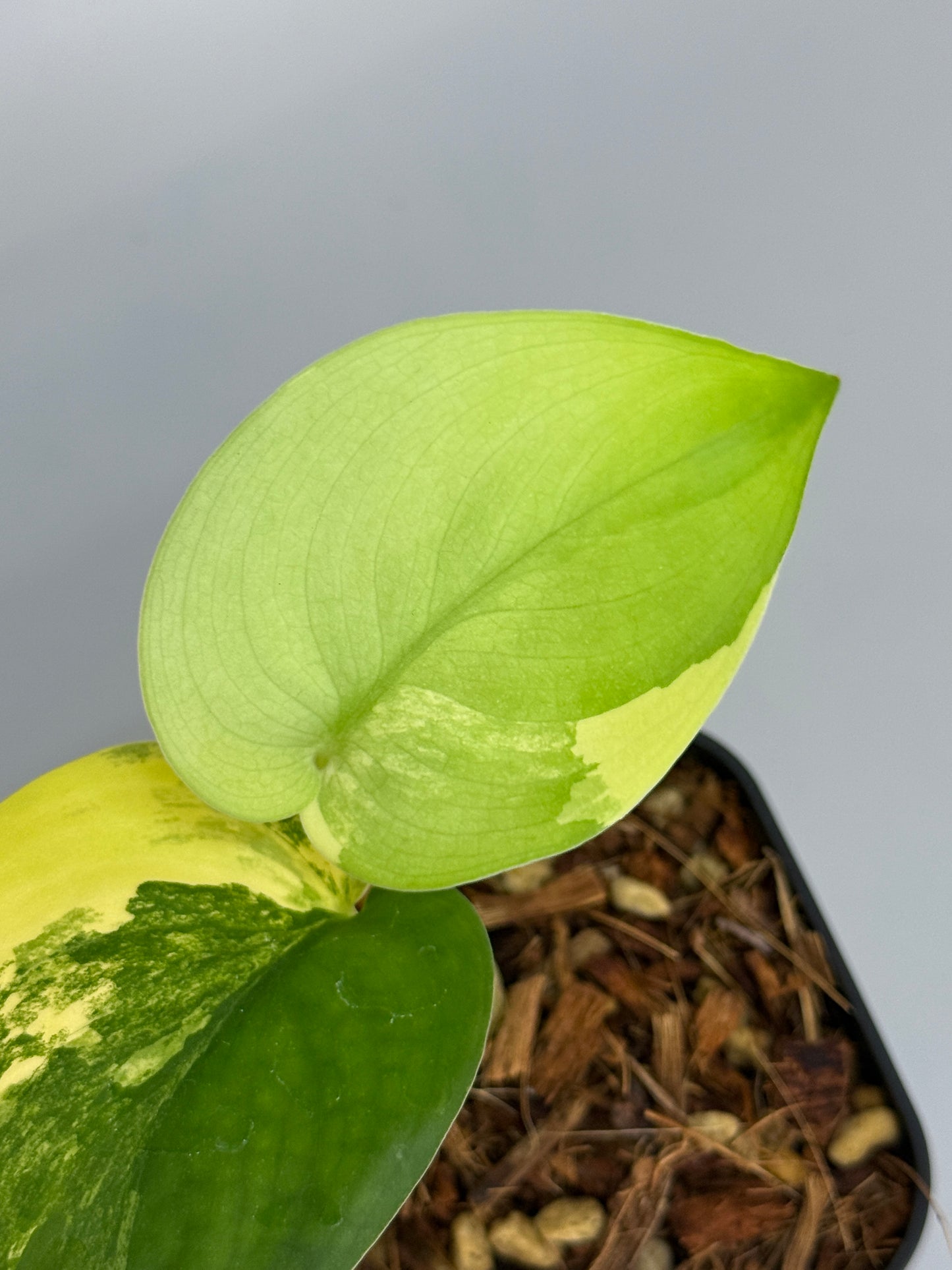 スキンダプサス ジェイドサテン オーレア  / Scindapsus jadesatin aurea  (4)