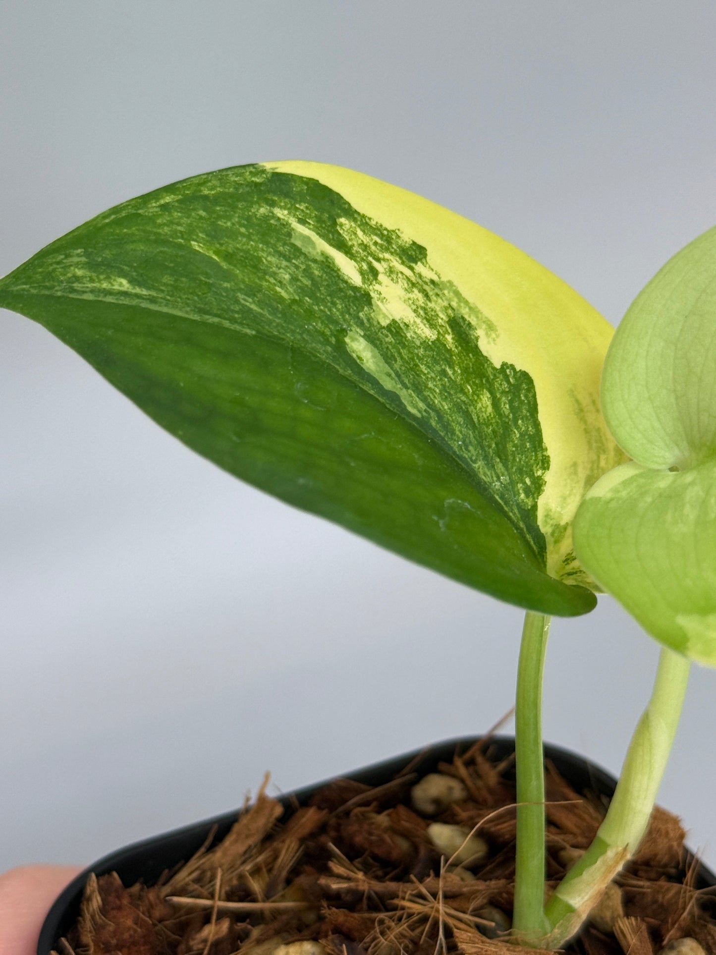 スキンダプサス ジェイドサテン オーレア  / Scindapsus jadesatin aurea  (4)