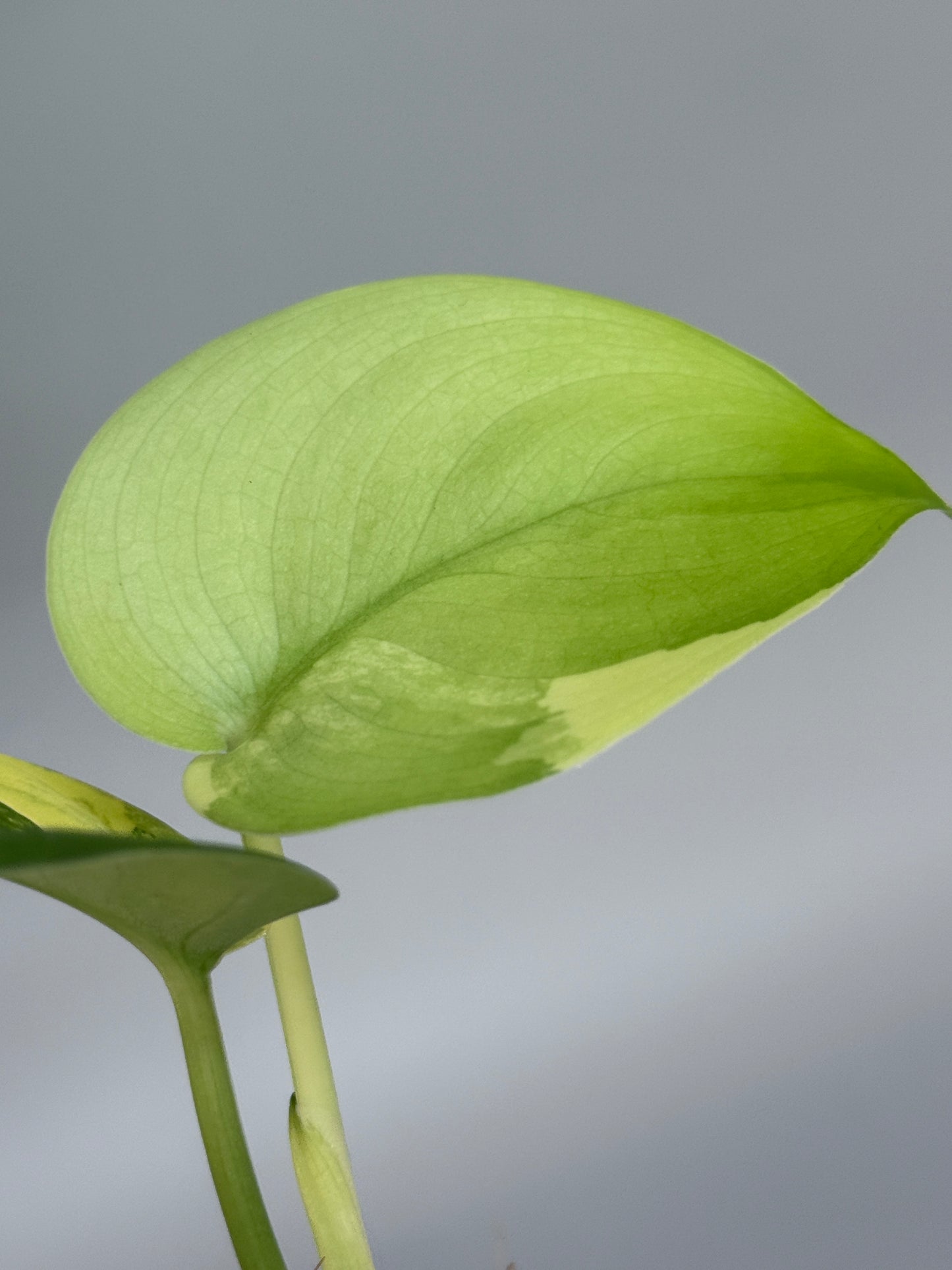 スキンダプサス ジェイドサテン オーレア  / Scindapsus jadesatin aurea  (4)