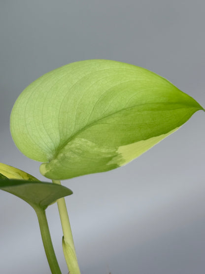 スキンダプサス ジェイドサテン オーレア  / Scindapsus jadesatin aurea  (4)