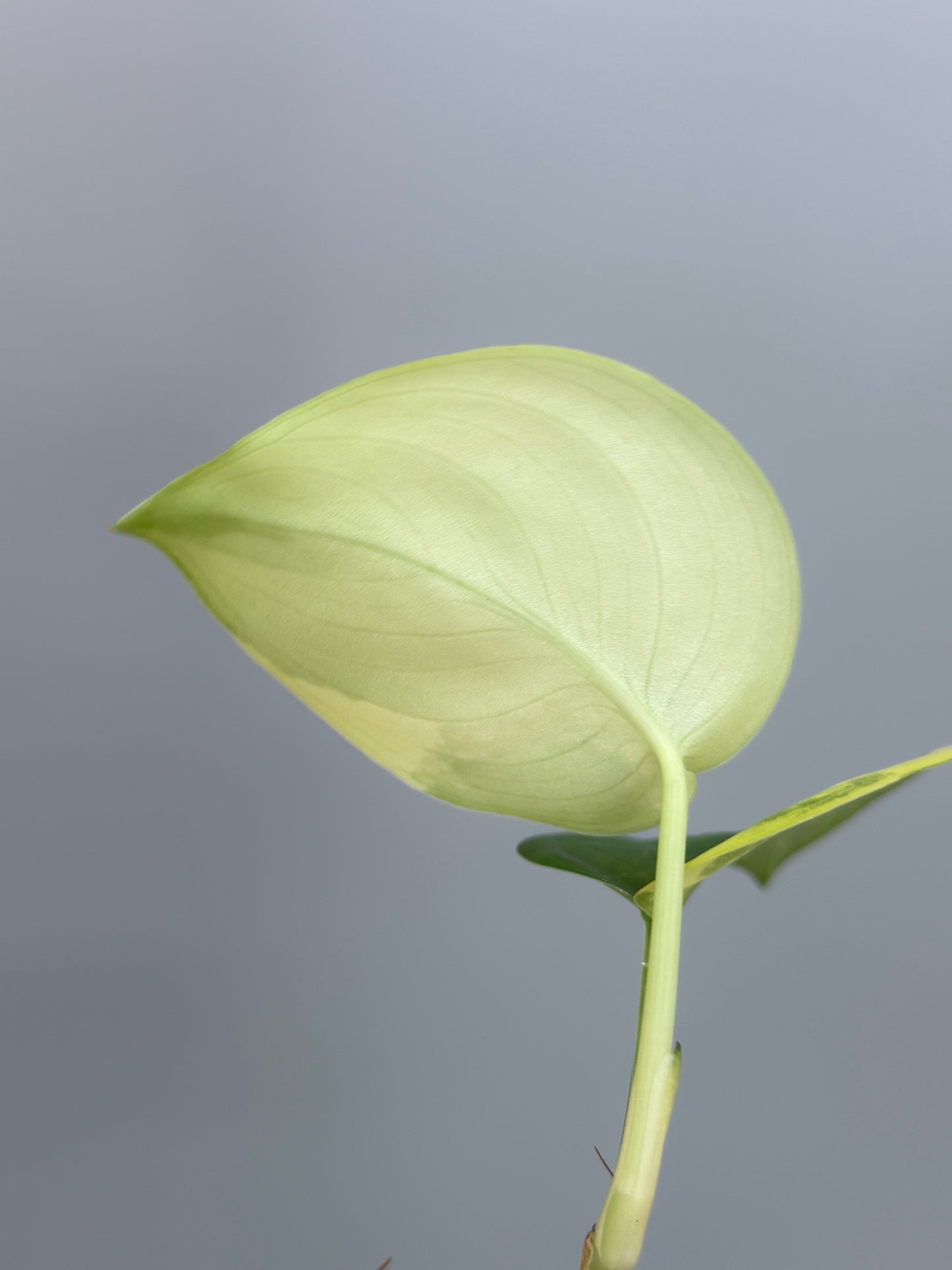 スキンダプサス ジェイドサテン オーレア  / Scindapsus jadesatin aurea  (4)