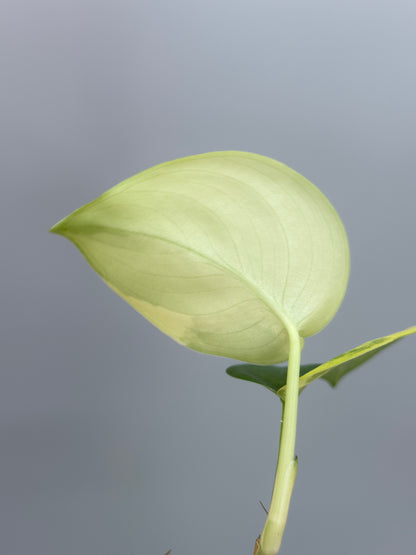 スキンダプサス ジェイドサテン オーレア  / Scindapsus jadesatin aurea  (4)