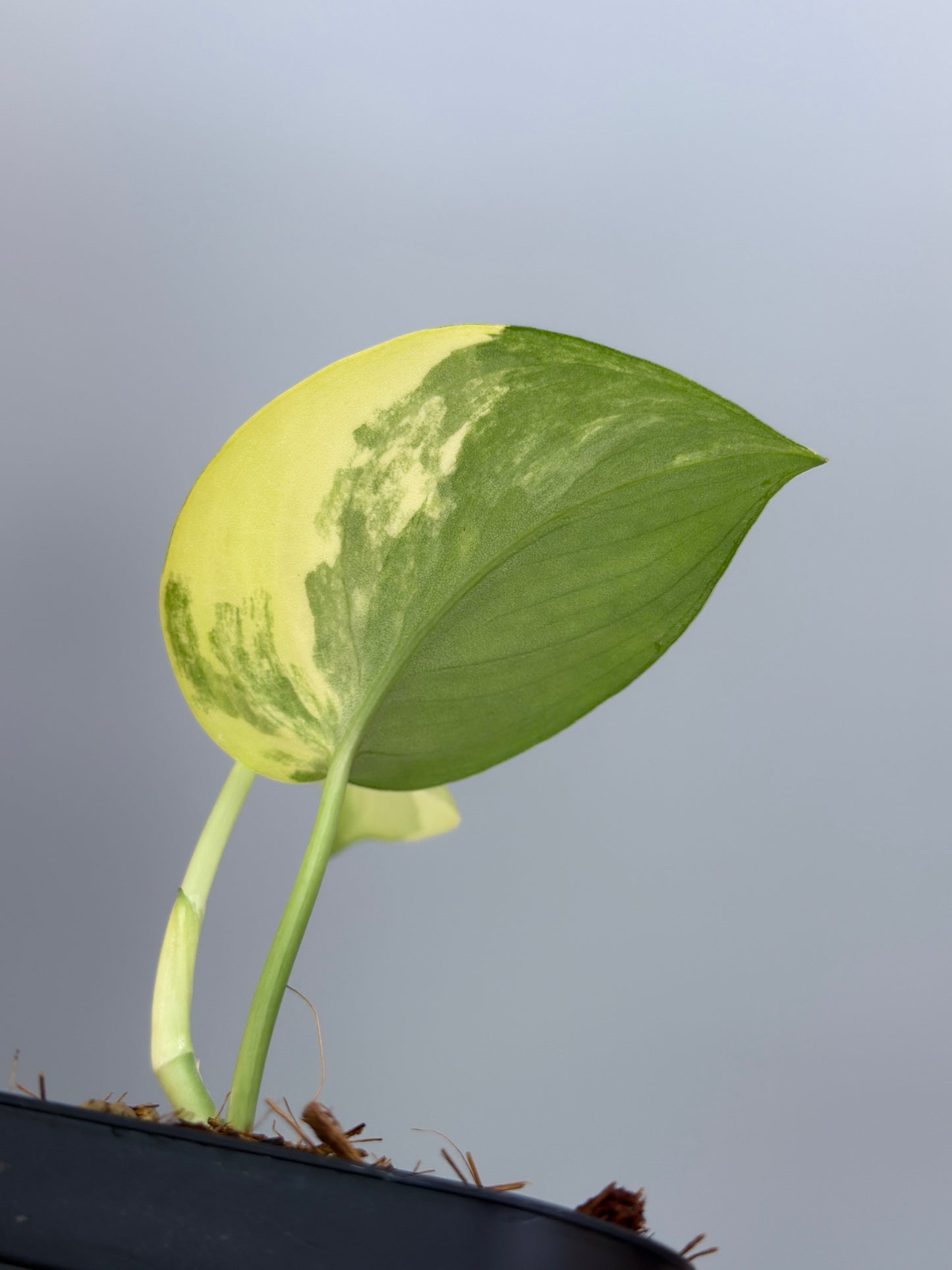 スキンダプサス ジェイドサテン オーレア  / Scindapsus jadesatin aurea  (4)