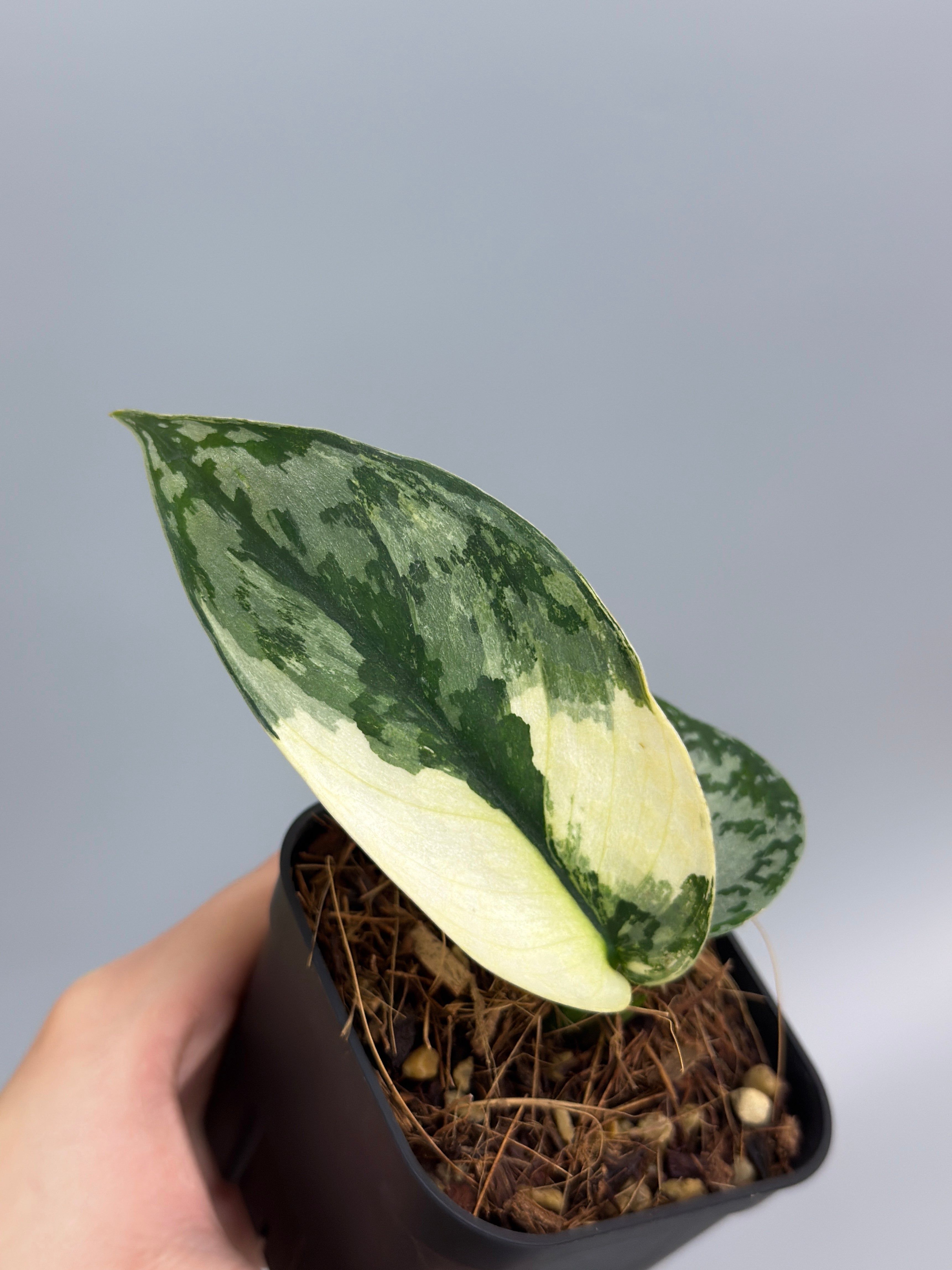 スキンダプサス ラカンビニ / Scindapsus lakambini (3) – Nakayama-Plants