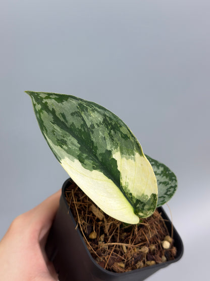 スキンダプサス ラカンビニ / Scindapsus lakambini  (3)