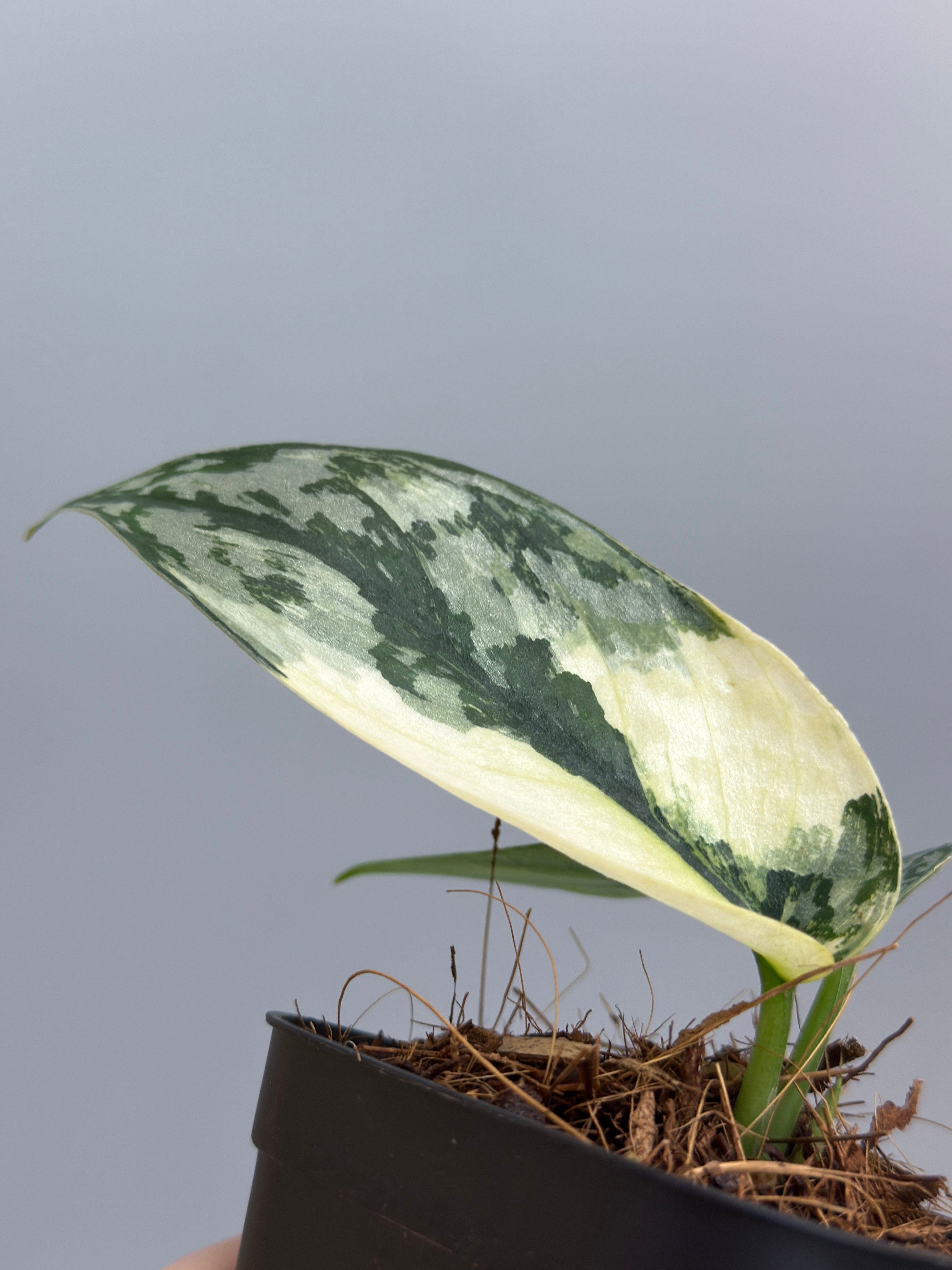 スキンダプサス ラカンビニ / Scindapsus lakambini (3) – Nakayama-Plants