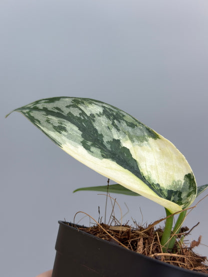 スキンダプサス ラカンビニ / Scindapsus lakambini  (3)