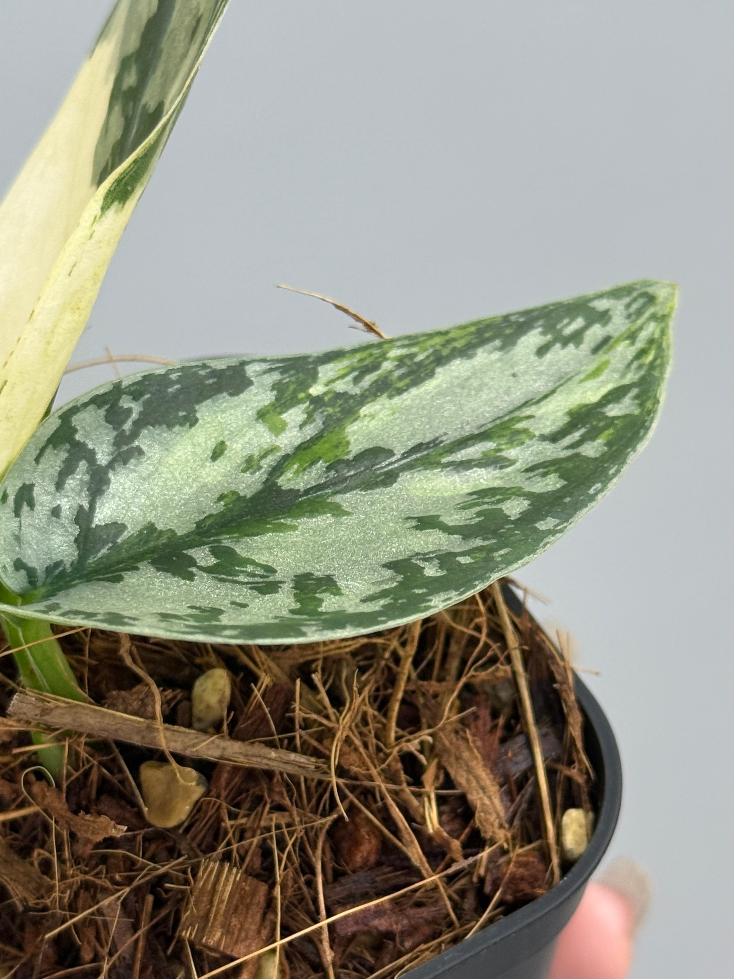 スキンダプサス ラカンビニ / Scindapsus lakambini (3) – Nakayama-Plants