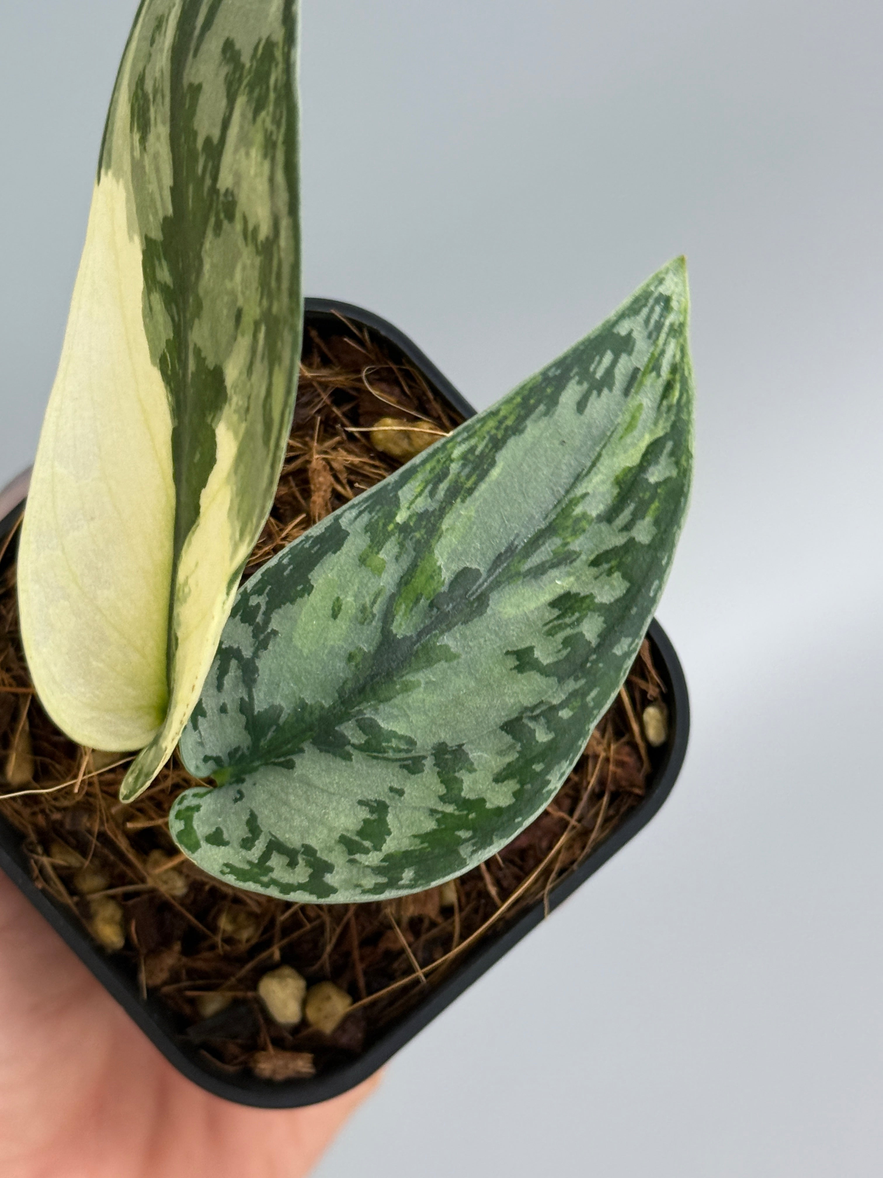 【希少】Scindapsus Lakambini スキンダプサス　ラカンビニ スキンダプサス ラカンビニ / Scindapsus lakambini (3) – Nakayama-Plants