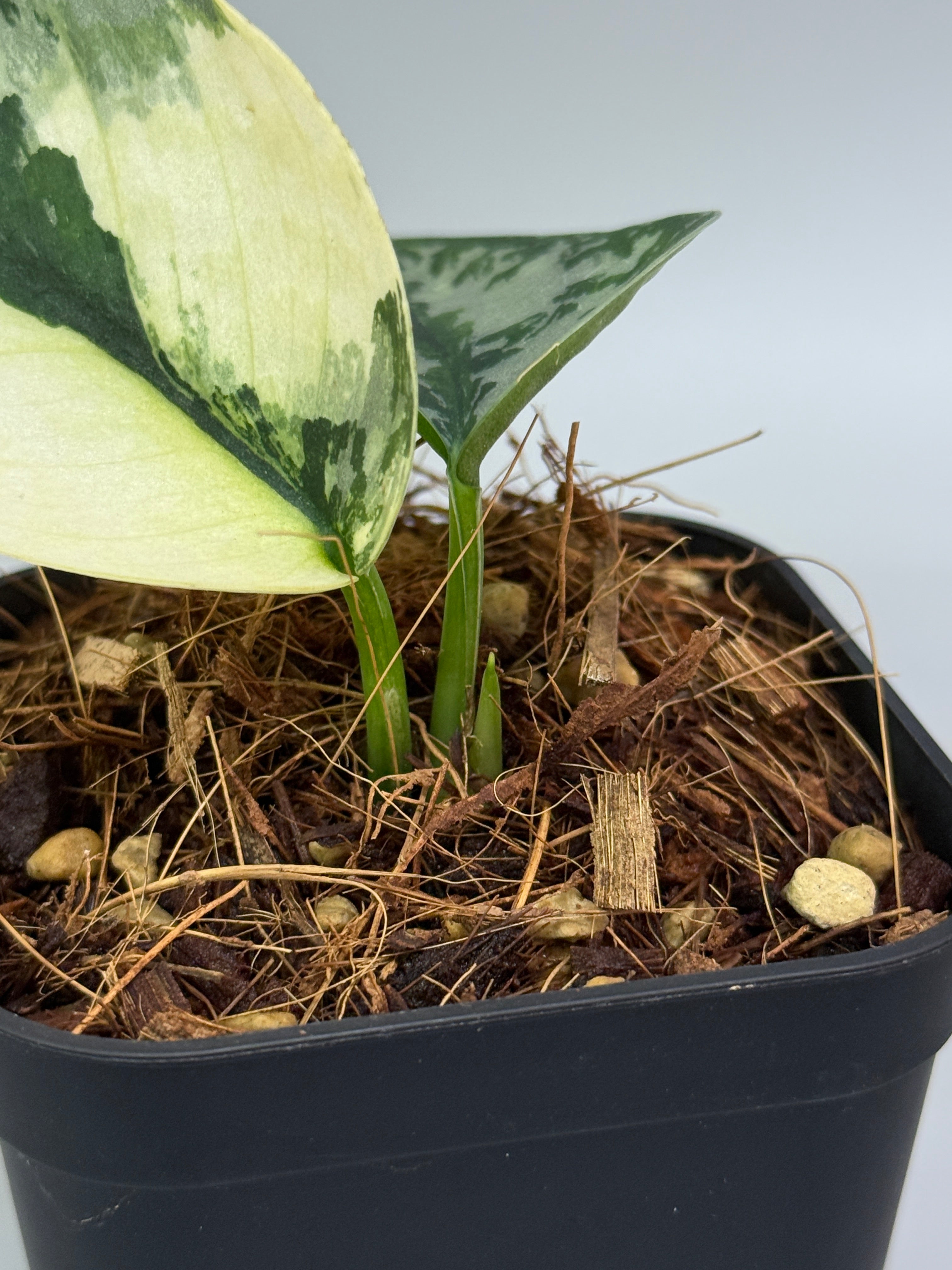 スキンダプサス ラカンビニ / Scindapsus lakambini (3) – Nakayama-Plants