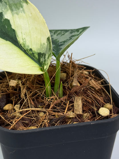 スキンダプサス ラカンビニ / Scindapsus lakambini  (3)