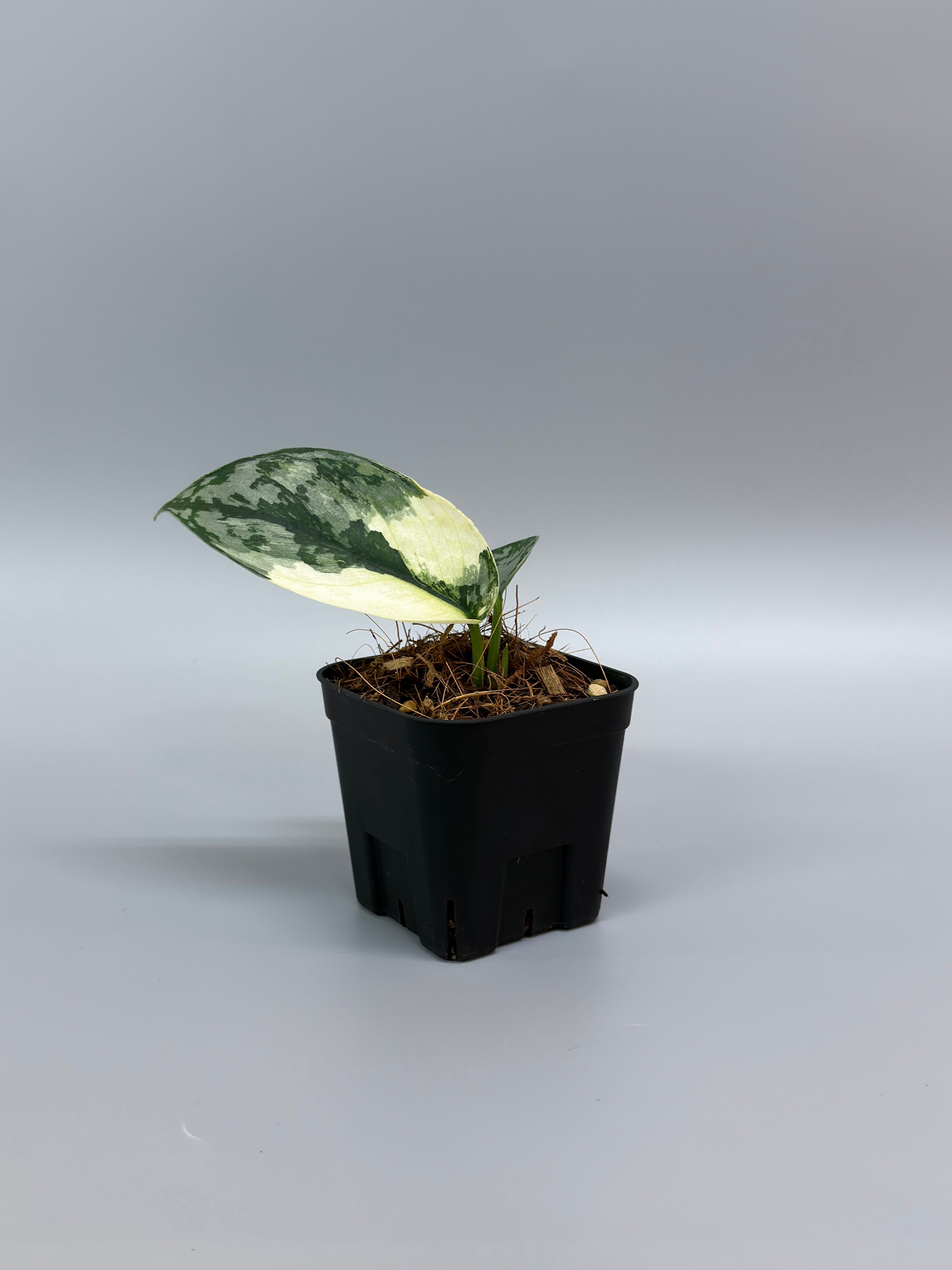 スキンダプサス ラカンビニ / Scindapsus lakambini (3) – Nakayama-Plants