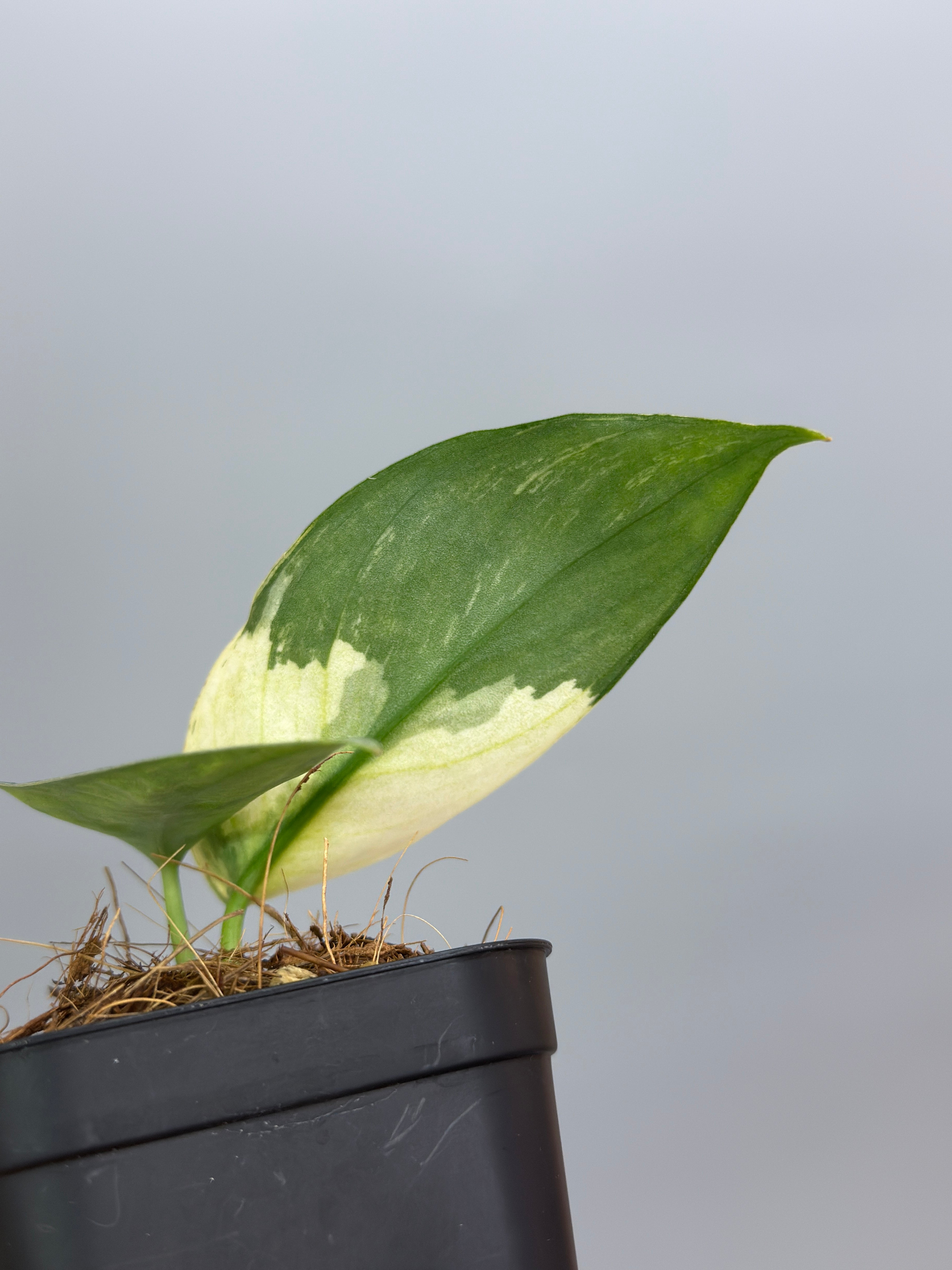 スキンダプサス ラカンビニ / Scindapsus lakambini (3) – Nakayama-Plants
