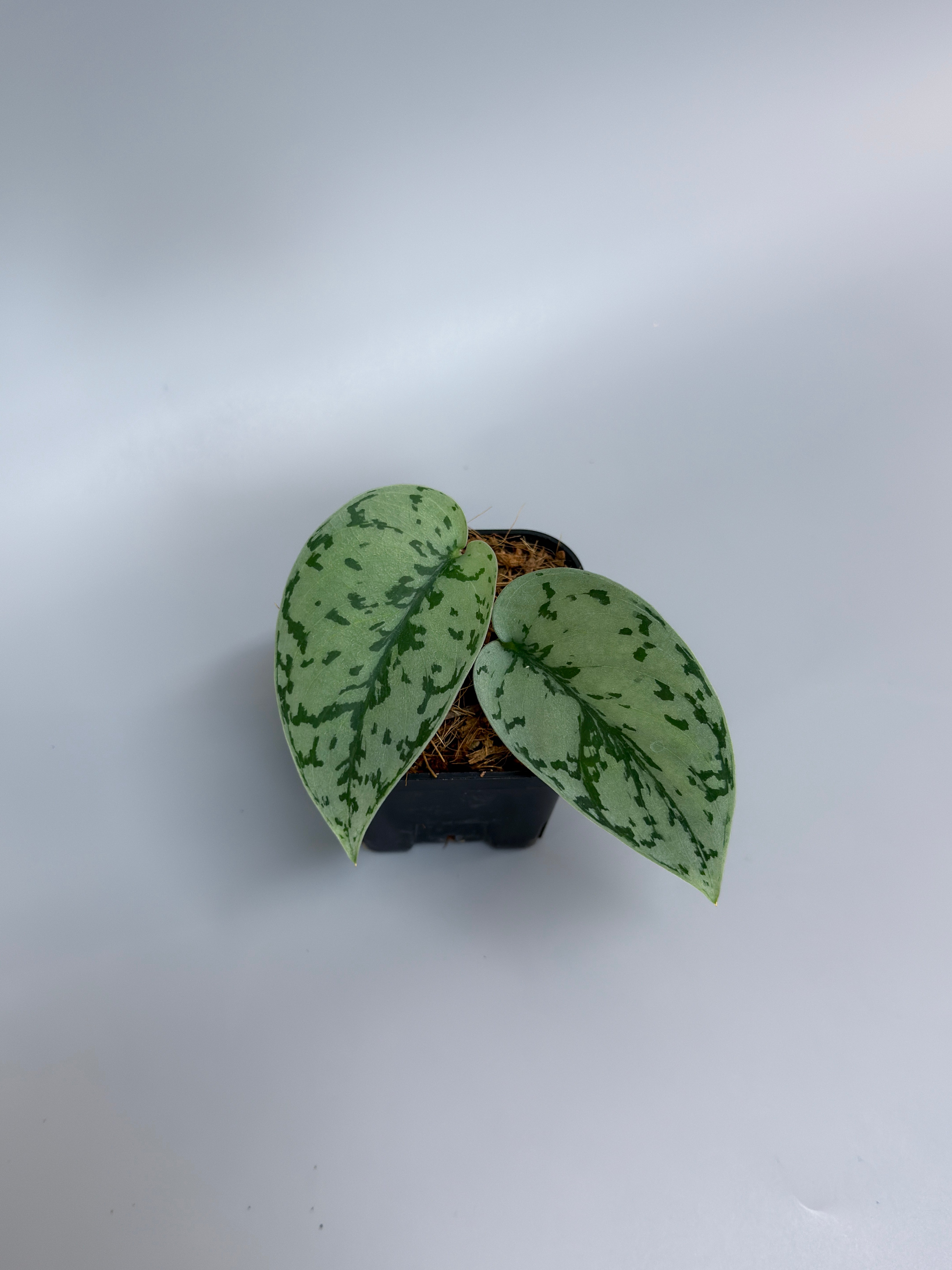 All Plants – Nakayama-Plants