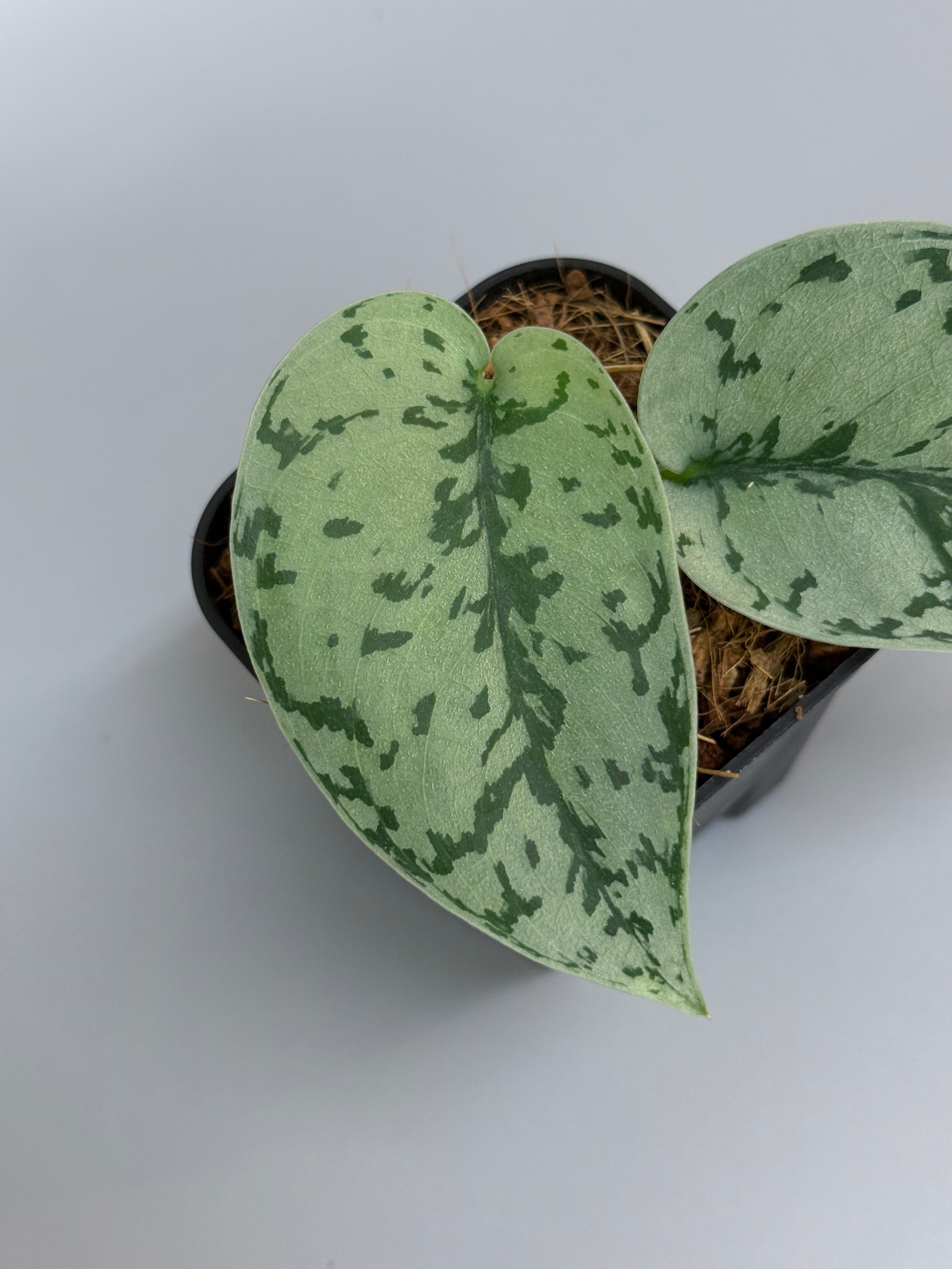 Nakayama Plants – Nakayama-Plants