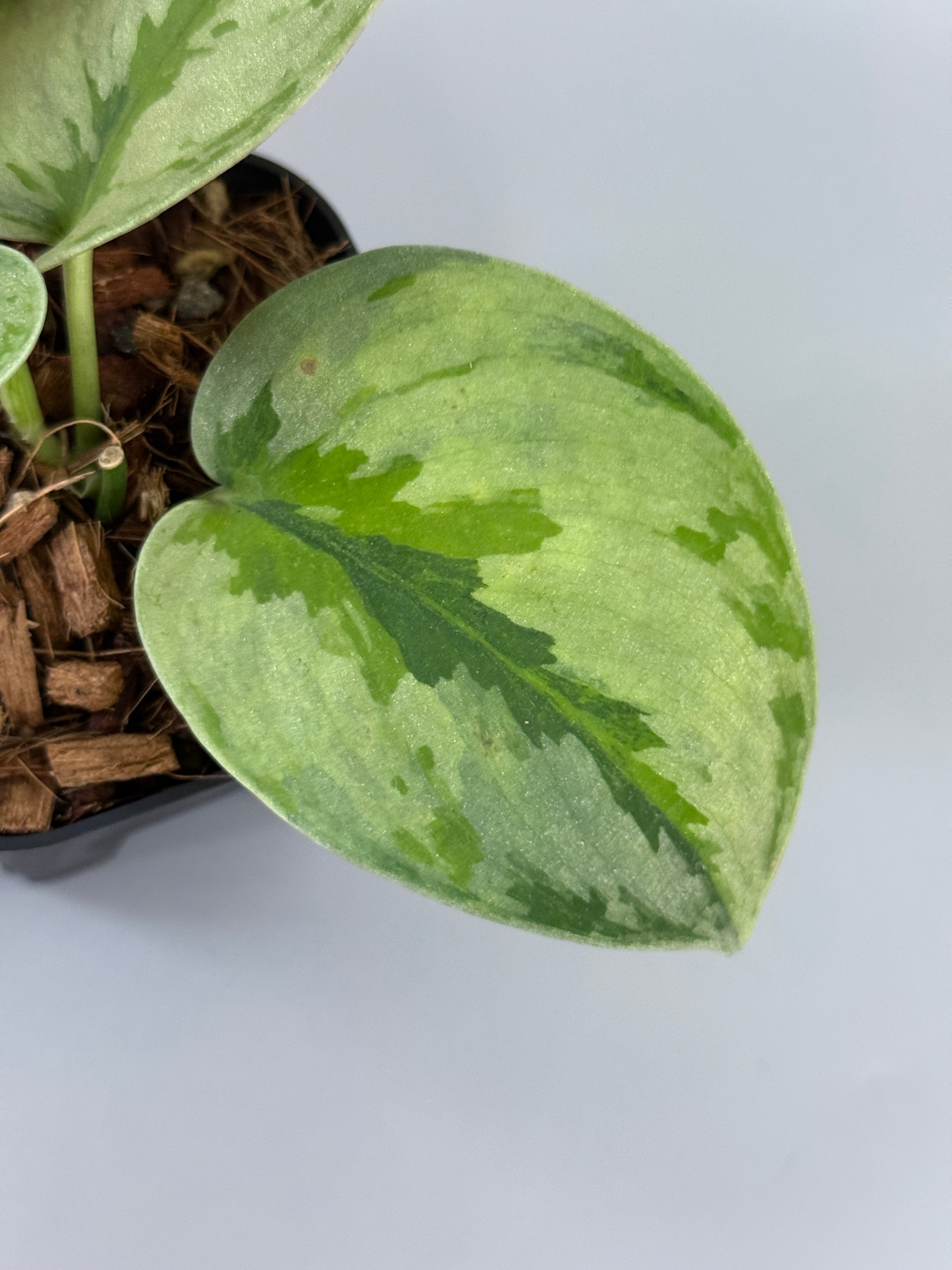 スキンダプサス ユパ / Scindapsus Yupa (2) – Nakayama-Plants