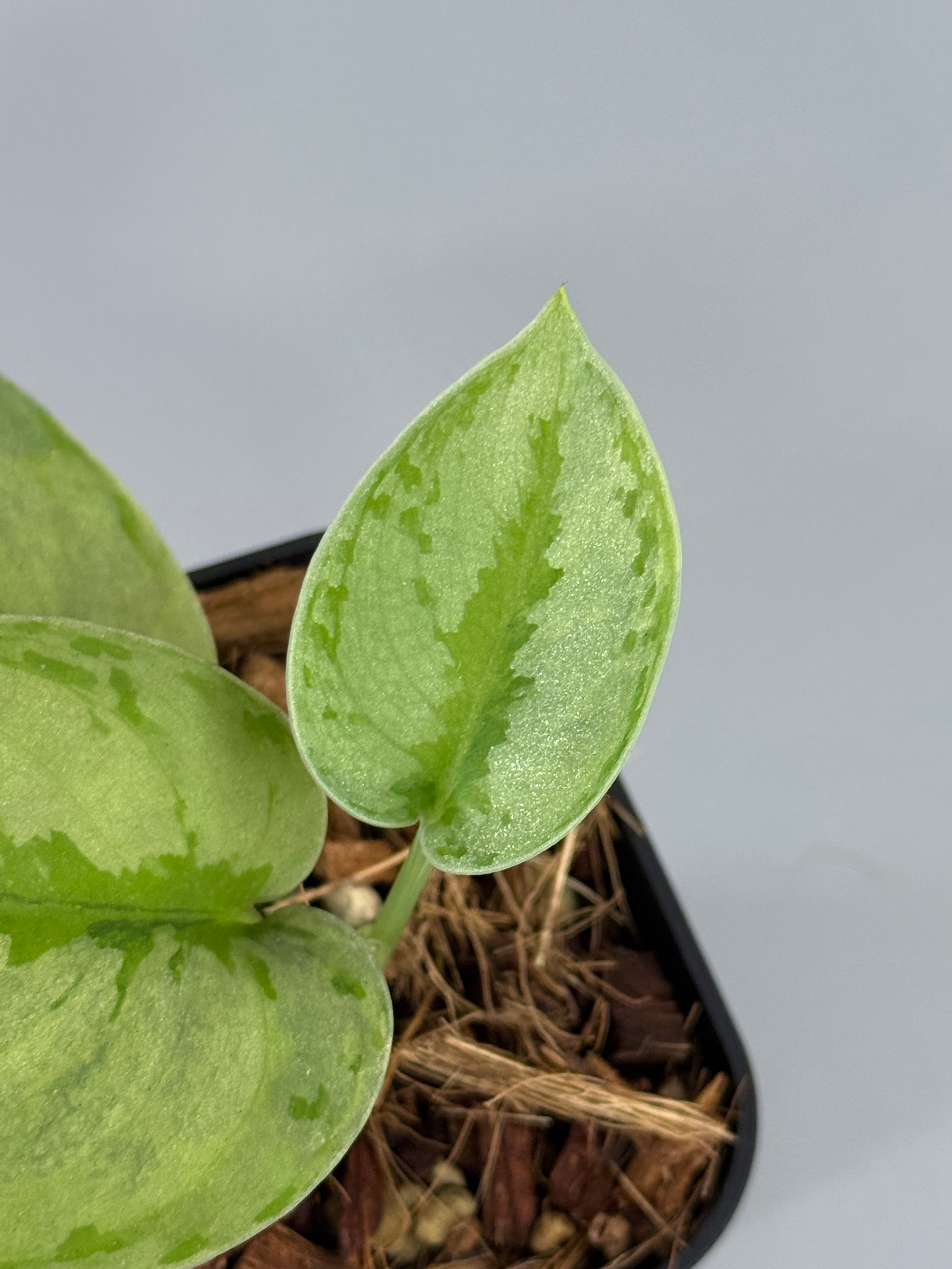 スキンダプサス ユパ スキンダプサス ユパ / Scindapsus Yupa (2) – Nakayama-Plants