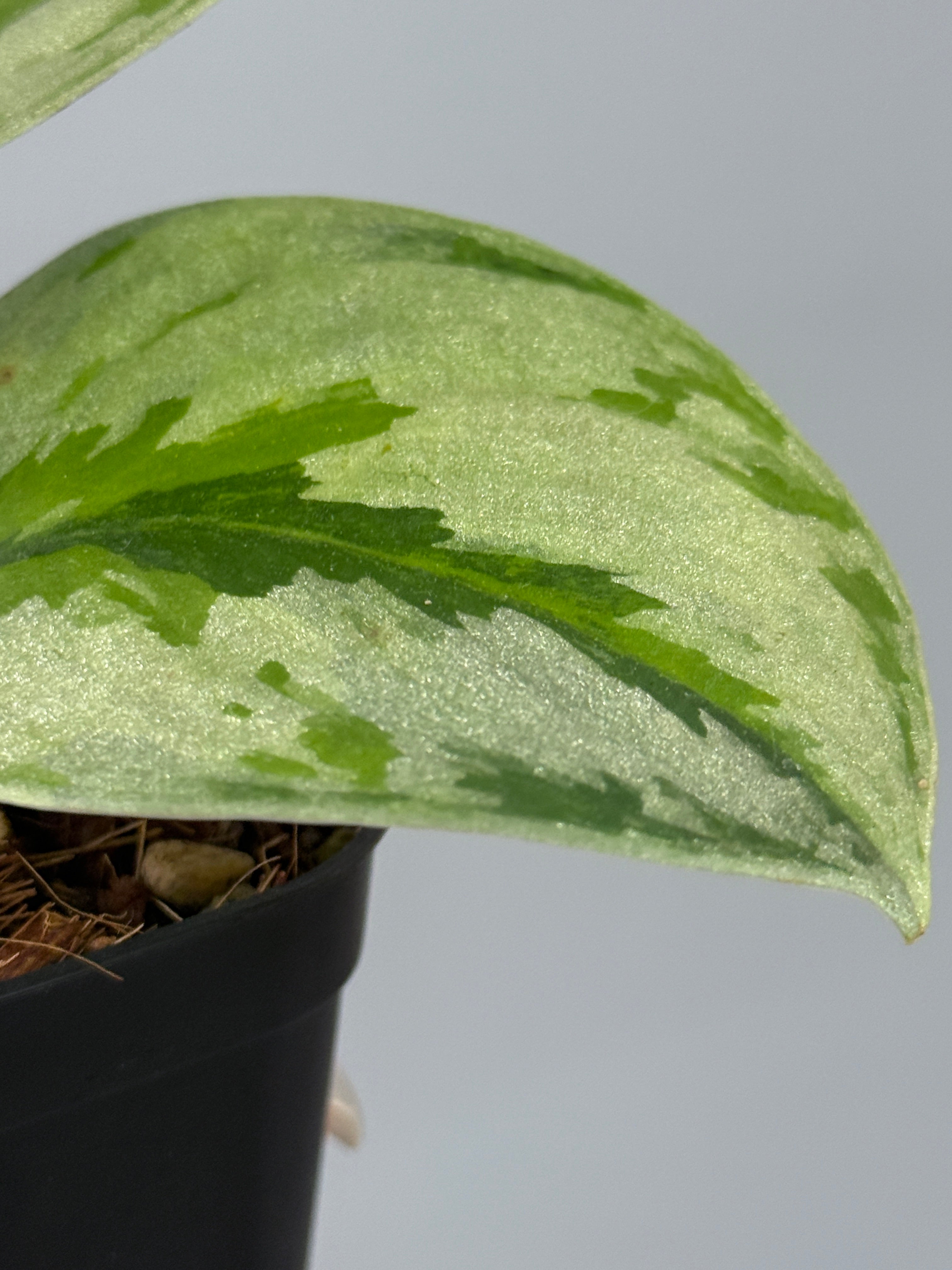 スキンダプサス ユパ / Scindapsus Yupa (2) – Nakayama-Plants