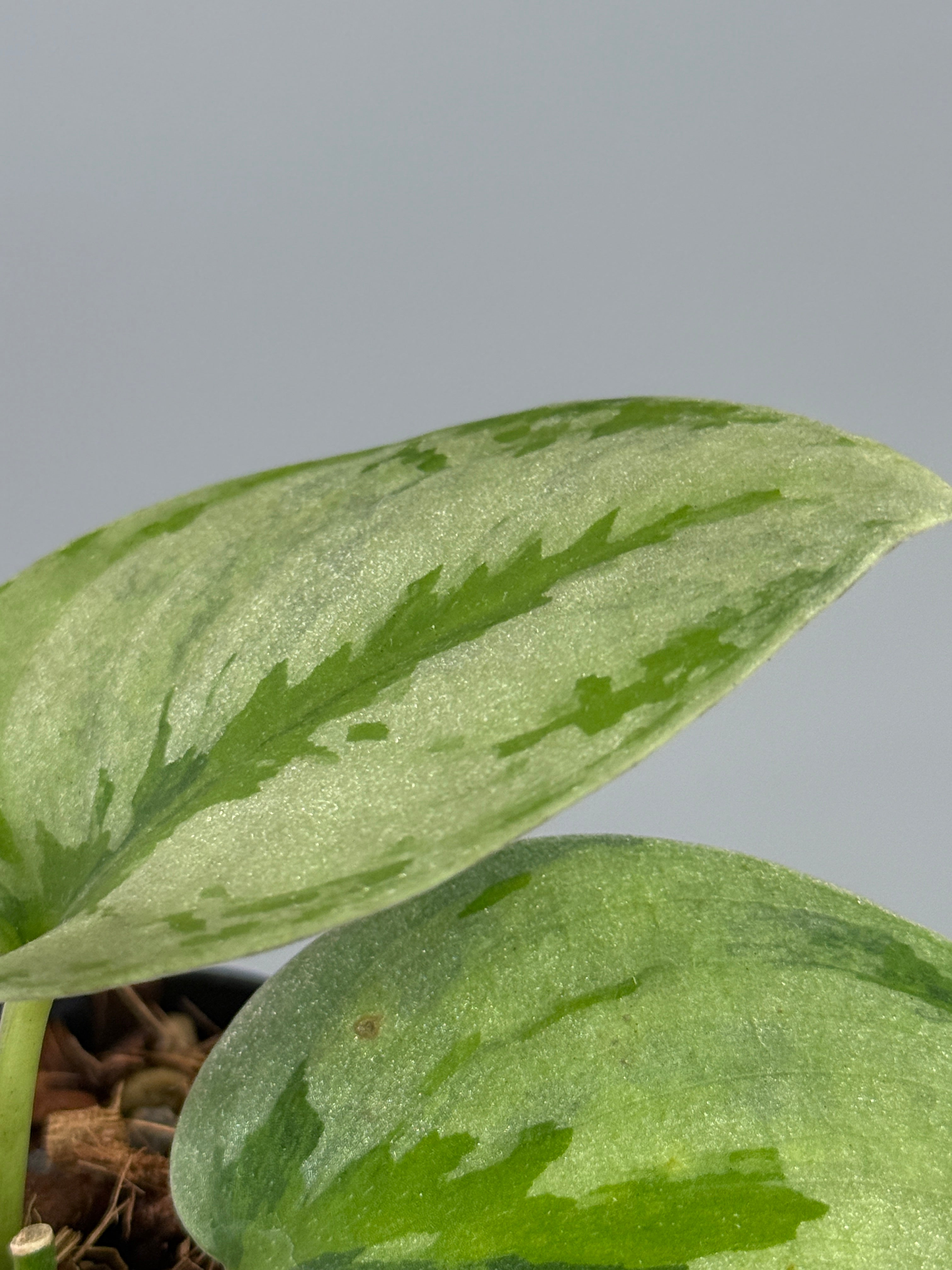 スキンダプサス ユパ / Scindapsus Yupa (2) – Nakayama-Plants