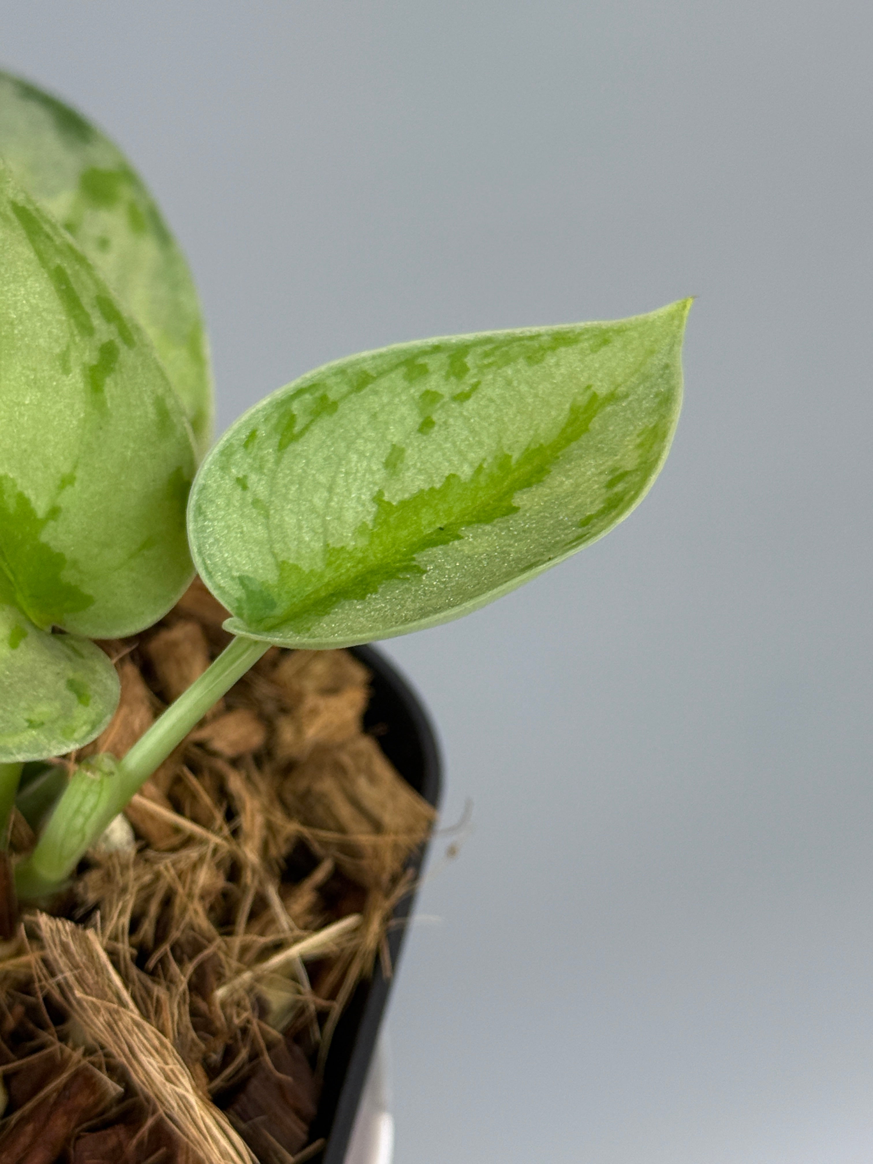 スキンダプサス ユパ / Scindapsus Yupa (2) – Nakayama-Plants