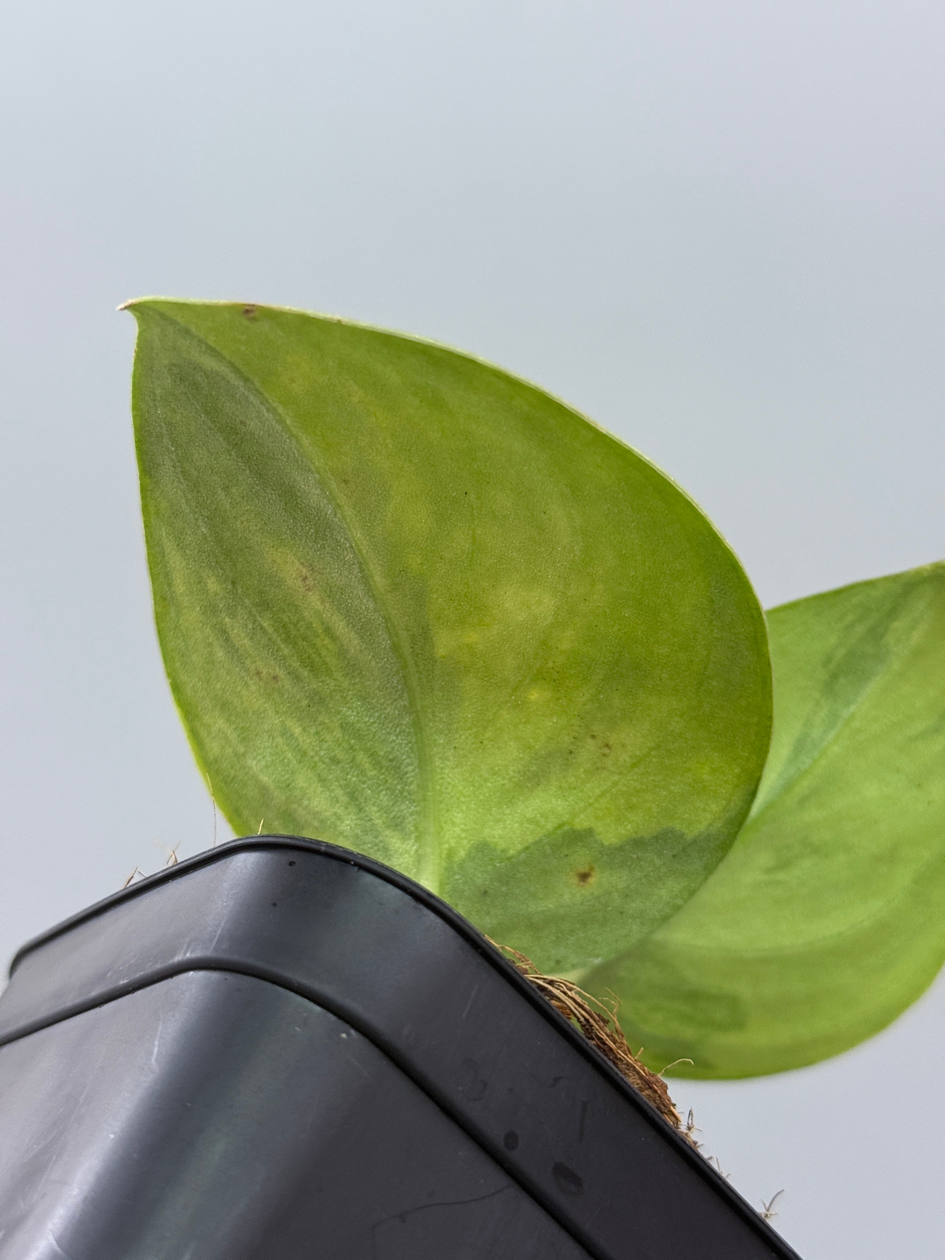 スキンダプサス ユパ / Scindapsus Yupa (2) – Nakayama-Plants