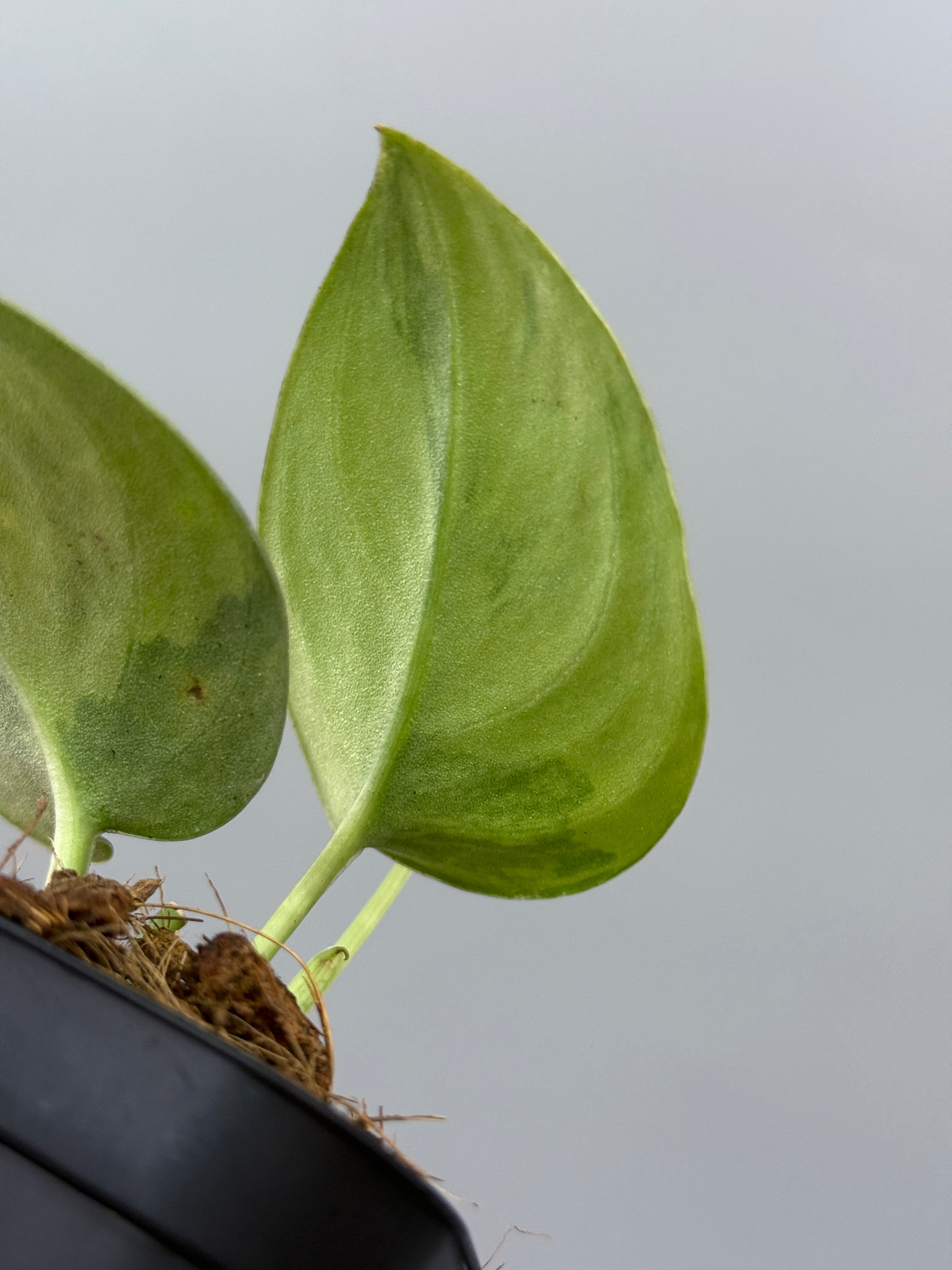 スキンダプサス ユパ / Scindapsus Yupa (2) – Nakayama-Plants