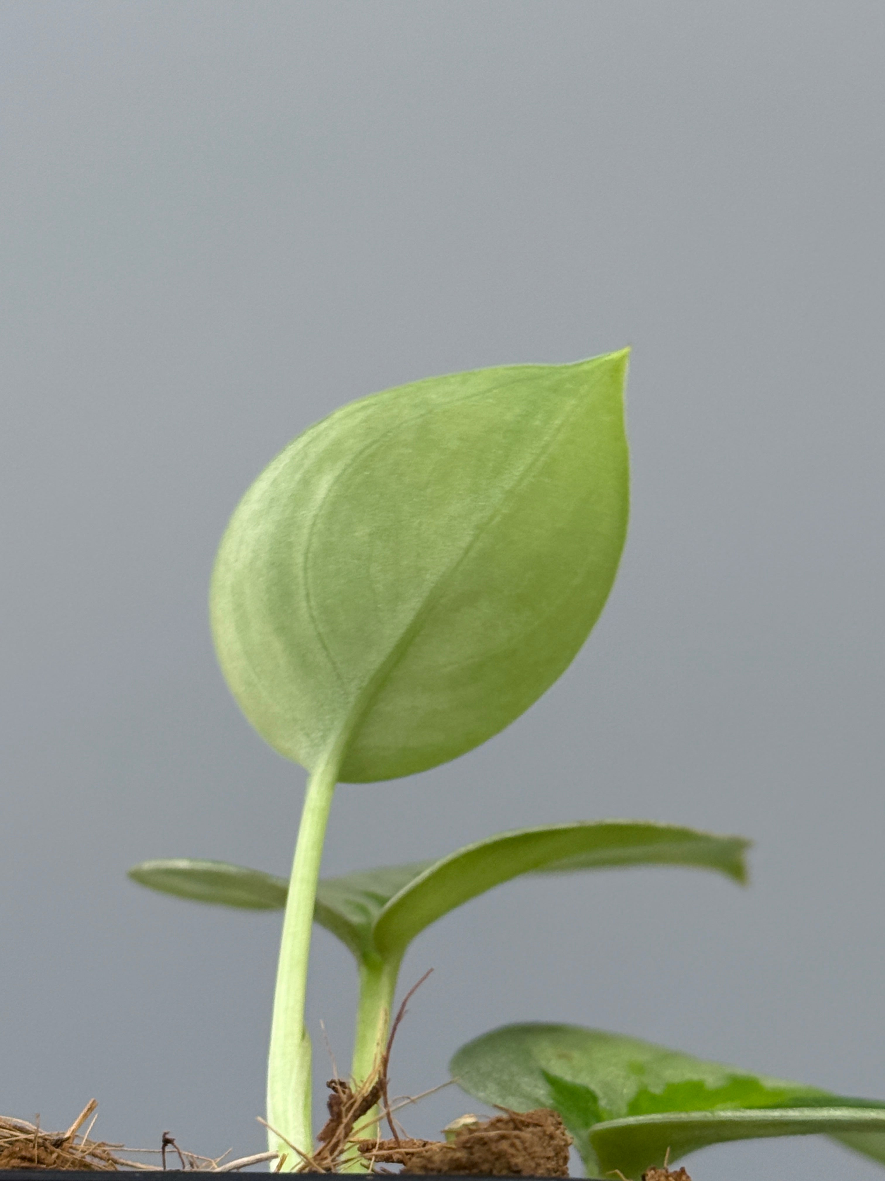 スキンダプサス ユパ / Scindapsus Yupa (2) – Nakayama-Plants