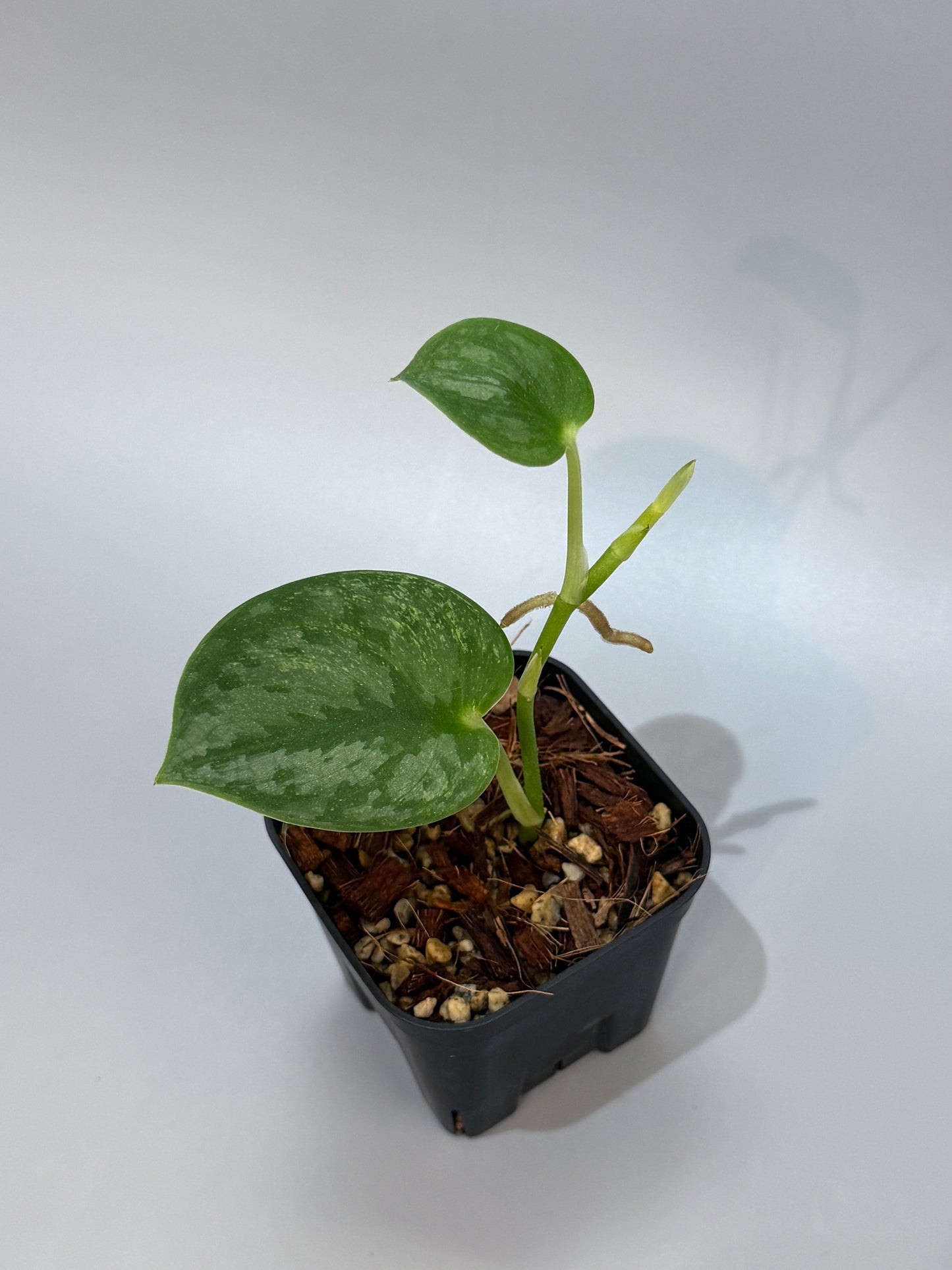 スキンダプサス シルバーナイト 斑入り / Scindapsus silverknight var. (1)