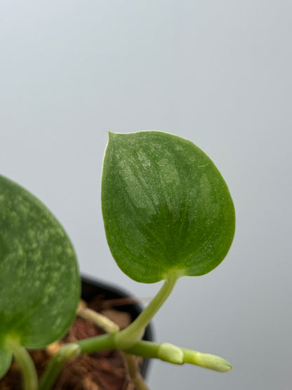 スキンダプサス シルバーナイト 斑入り / Scindapsus silverknight var. (1)