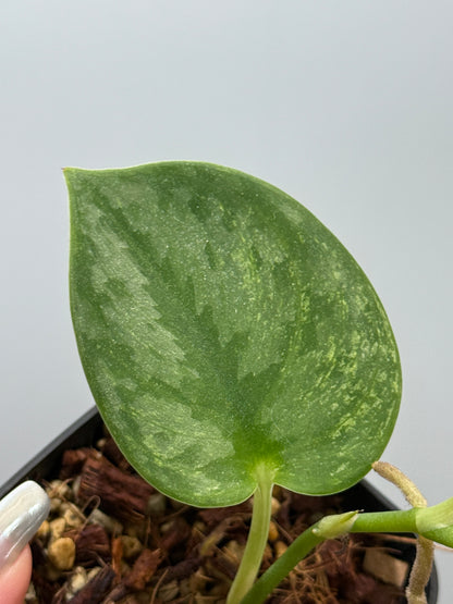 スキンダプサス シルバーナイト 斑入り / Scindapsus silverknight var. (1)