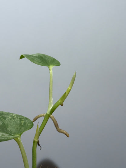 スキンダプサス シルバーナイト 斑入り / Scindapsus silverknight var. (1)