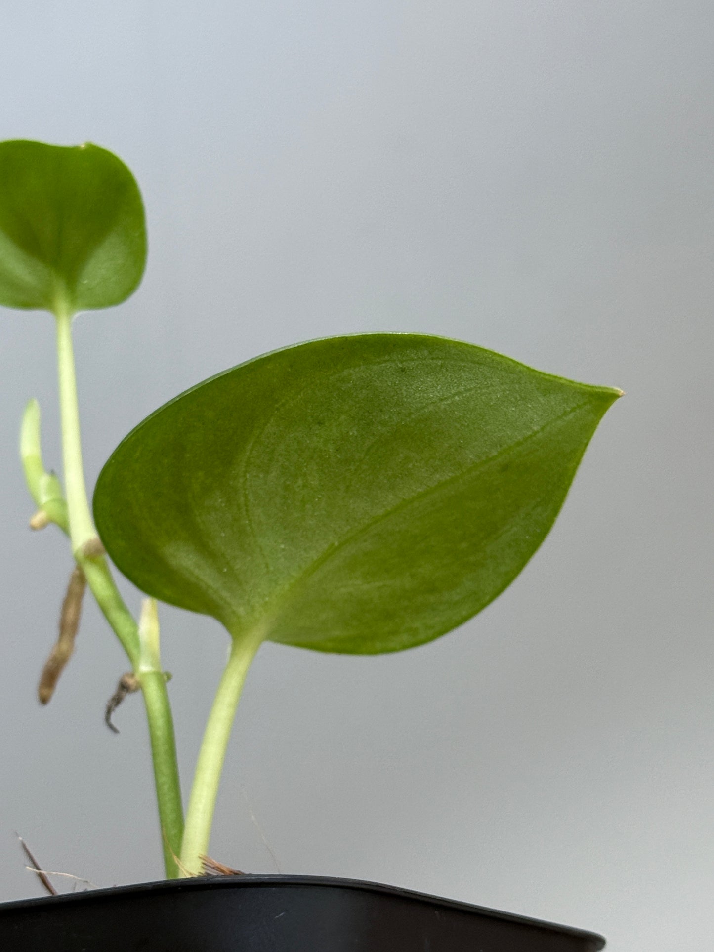 スキンダプサス シルバーナイト 斑入り / Scindapsus silverknight var. (1)