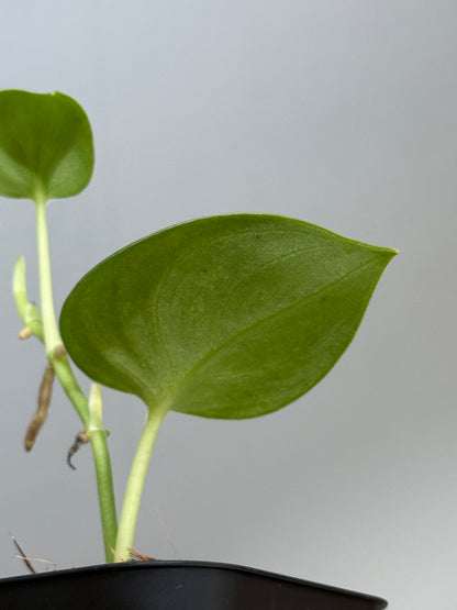 スキンダプサス シルバーナイト 斑入り / Scindapsus silverknight var. (1)