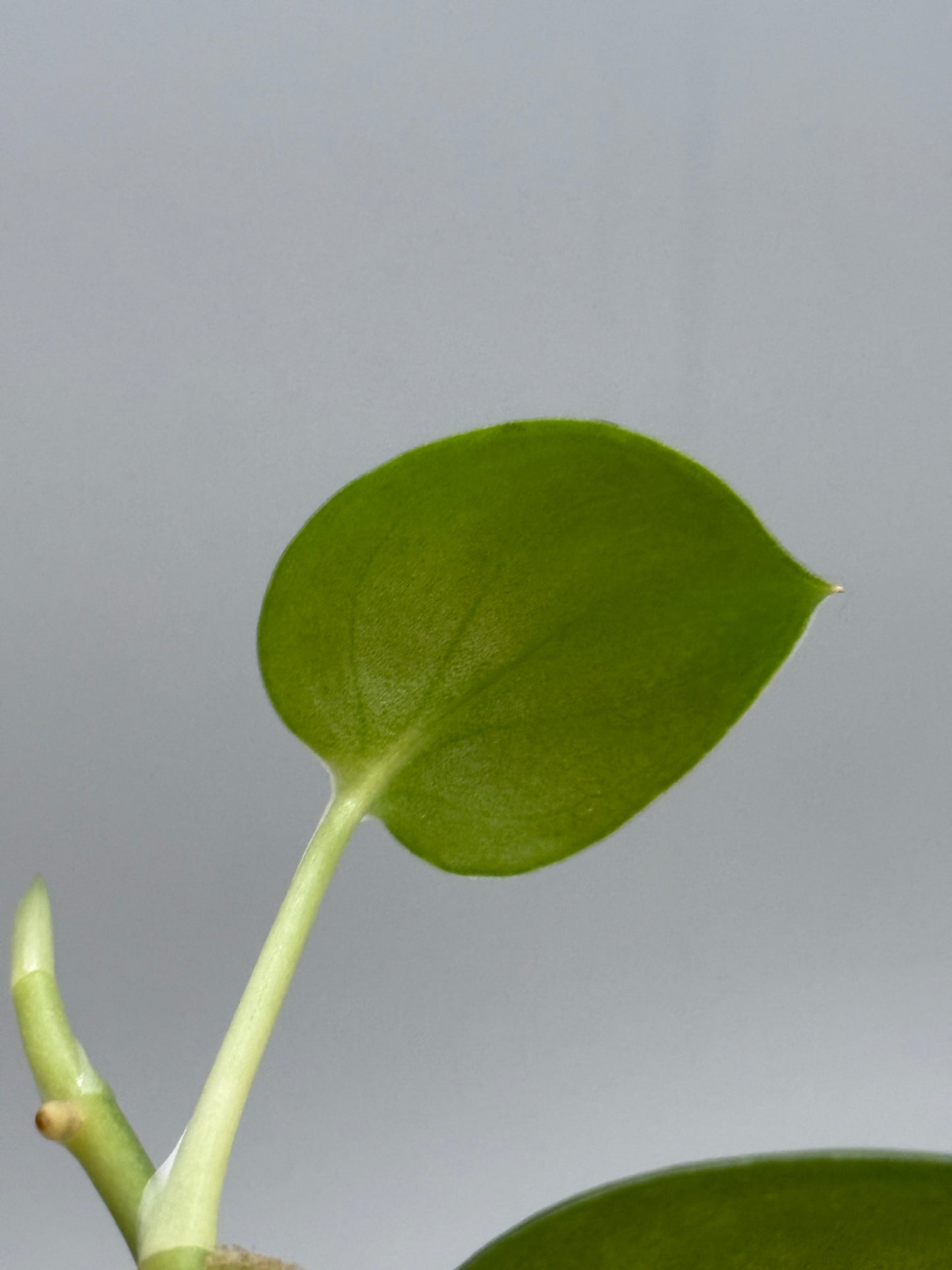 スキンダプサス シルバーナイト 斑入り / Scindapsus silverknight var. (1)