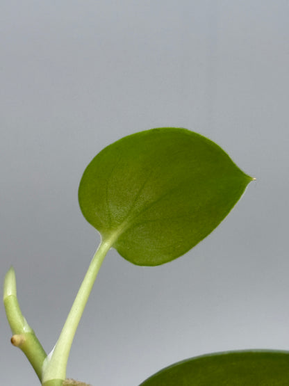 スキンダプサス シルバーナイト 斑入り / Scindapsus silverknight var. (1)