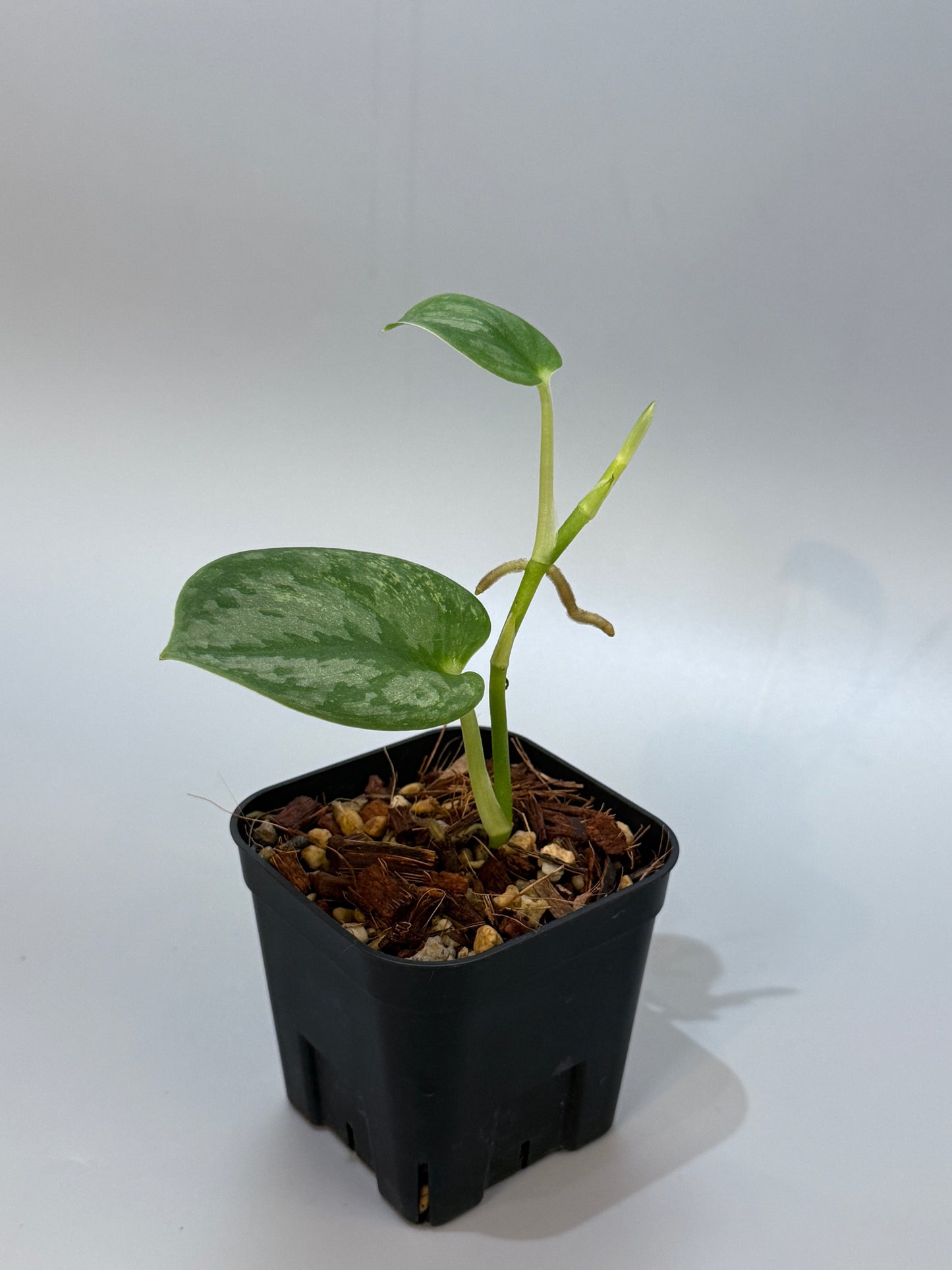 スキンダプサス シルバーナイト 斑入り / Scindapsus silverknight var. (1)