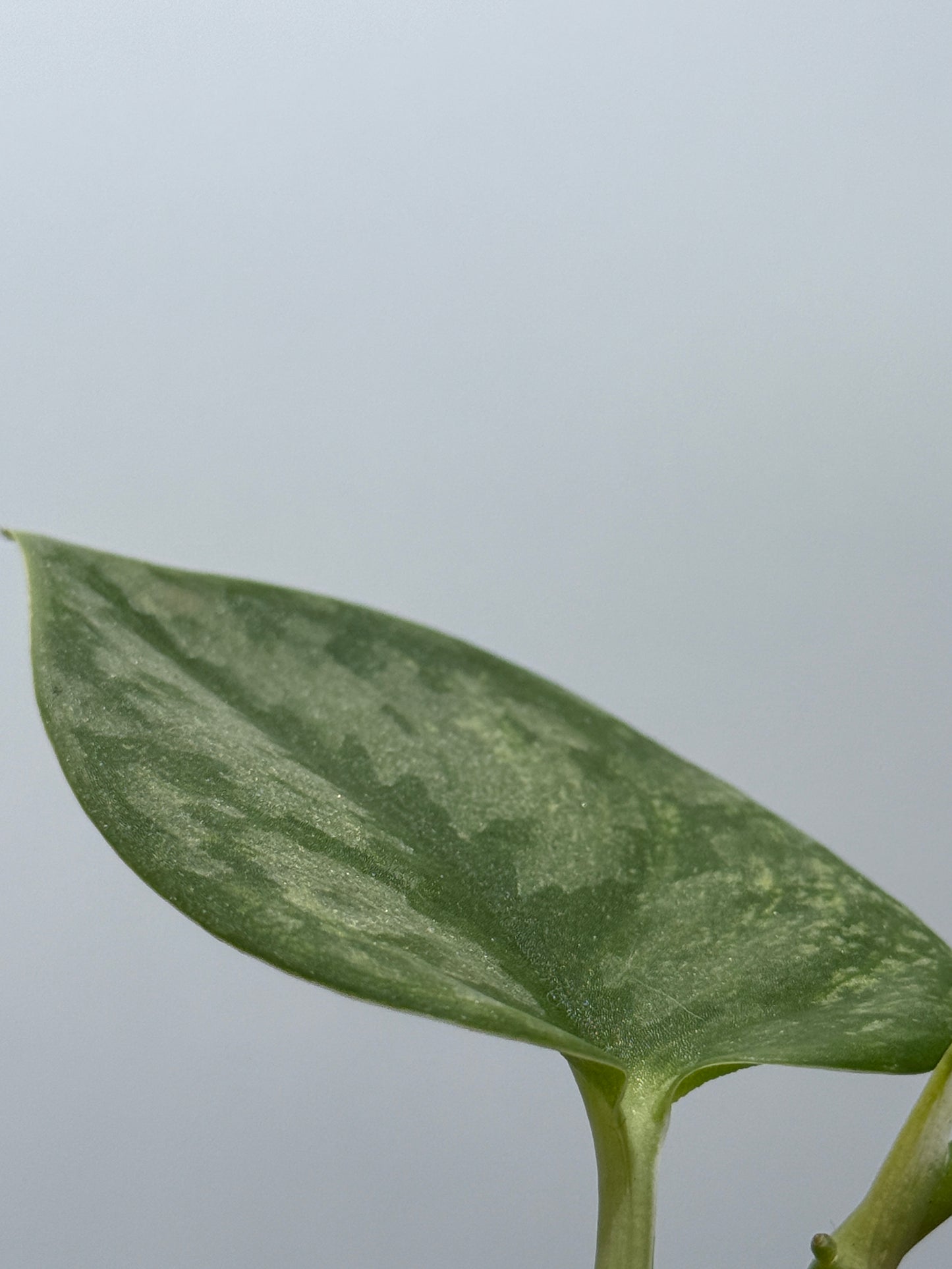 スキンダプサス シルバーナイト 斑入り / Scindapsus silverknight var. (1)