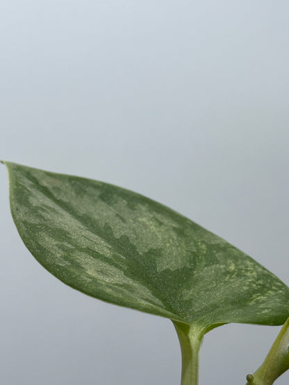 スキンダプサス シルバーナイト 斑入り / Scindapsus silverknight var. (1)