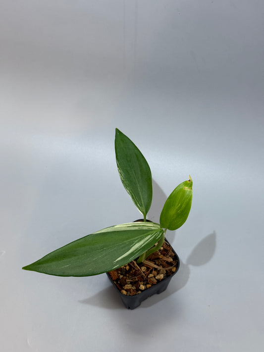 スキンダプサス コリアセウス アルボ / Scindapsus coriaceus albo (1)