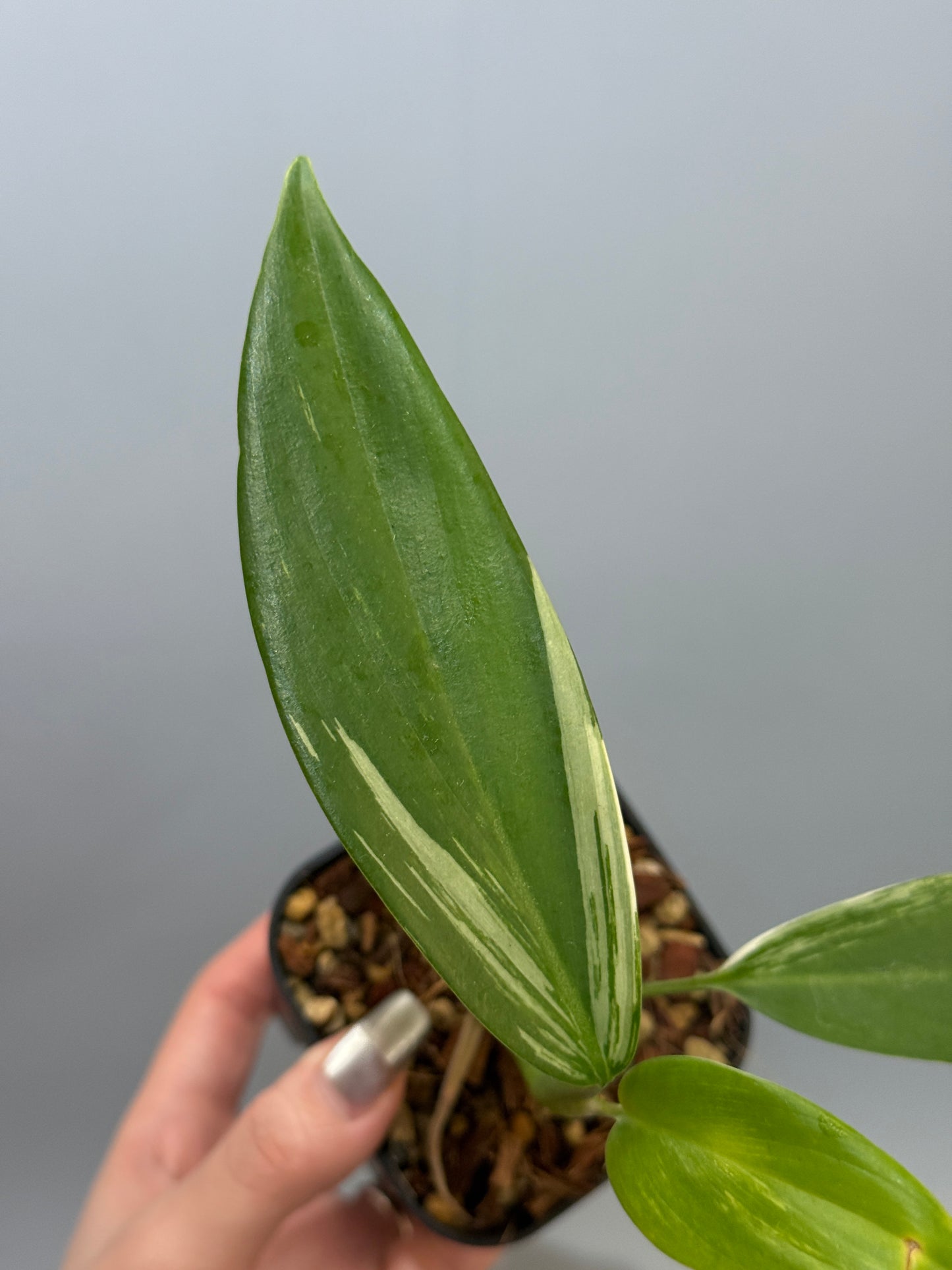 スキンダプサス コリアセウス アルボ / Scindapsus coriaceus albo (1)