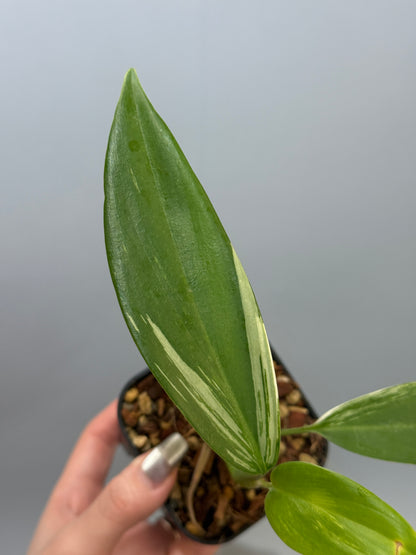 スキンダプサス コリアセウス アルボ / Scindapsus coriaceus albo (1)