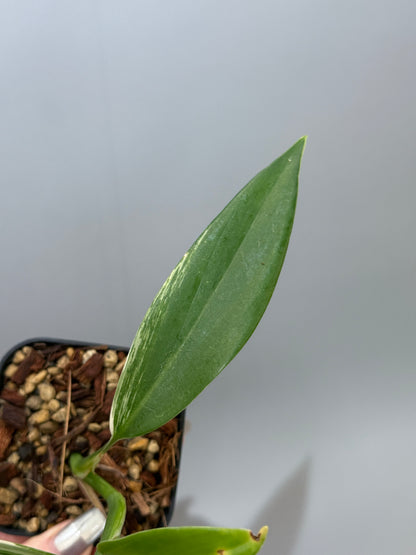 スキンダプサス コリアセウス アルボ / Scindapsus coriaceus albo (1)