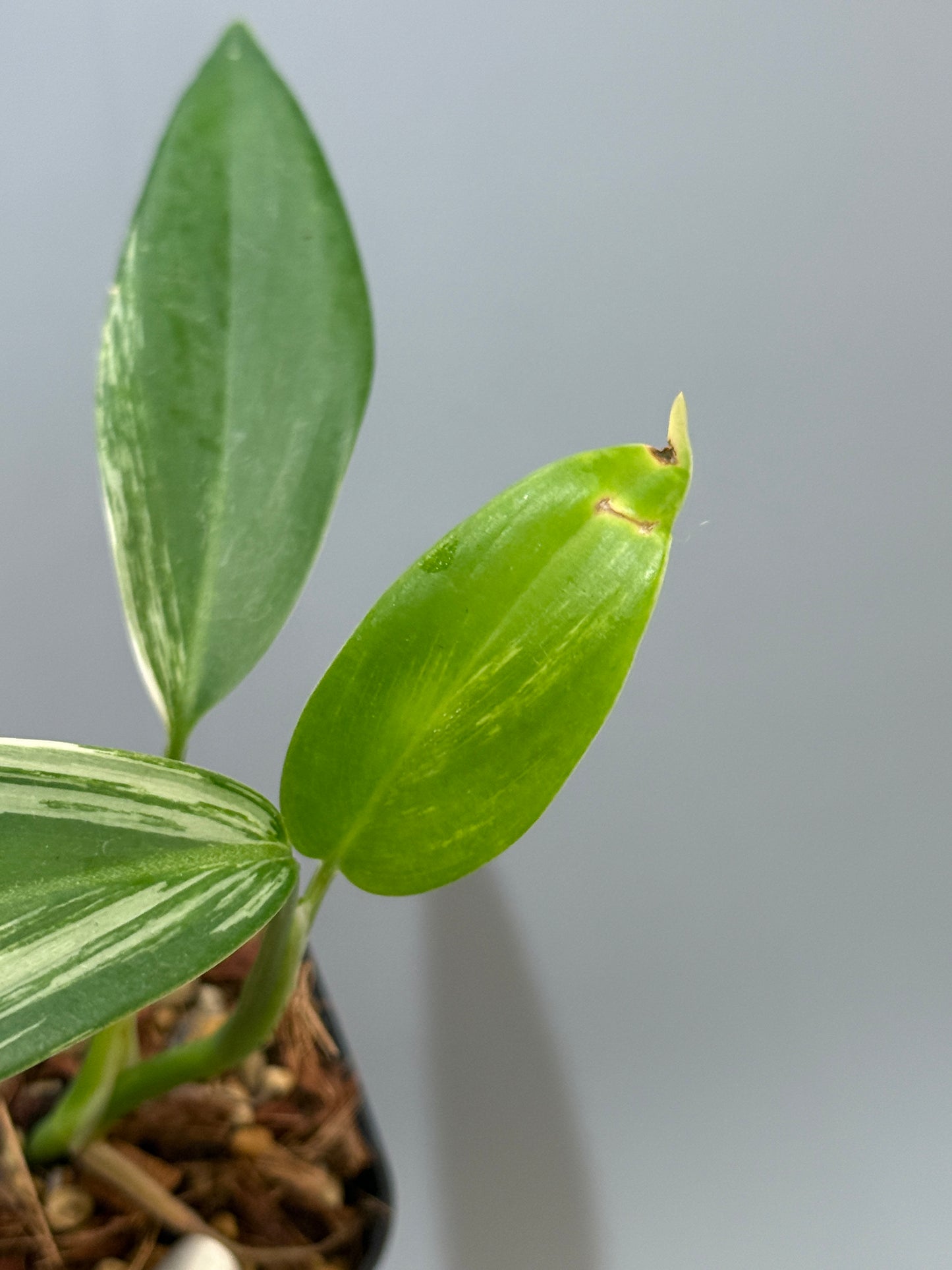スキンダプサス コリアセウス アルボ / Scindapsus coriaceus albo (1)